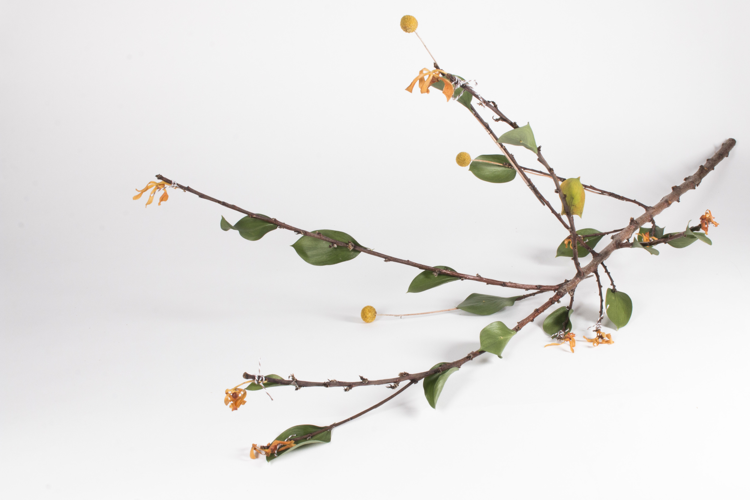 Flower_Sculptures_73+(1)LianaNigri_BioArtOpenStudios.jpg