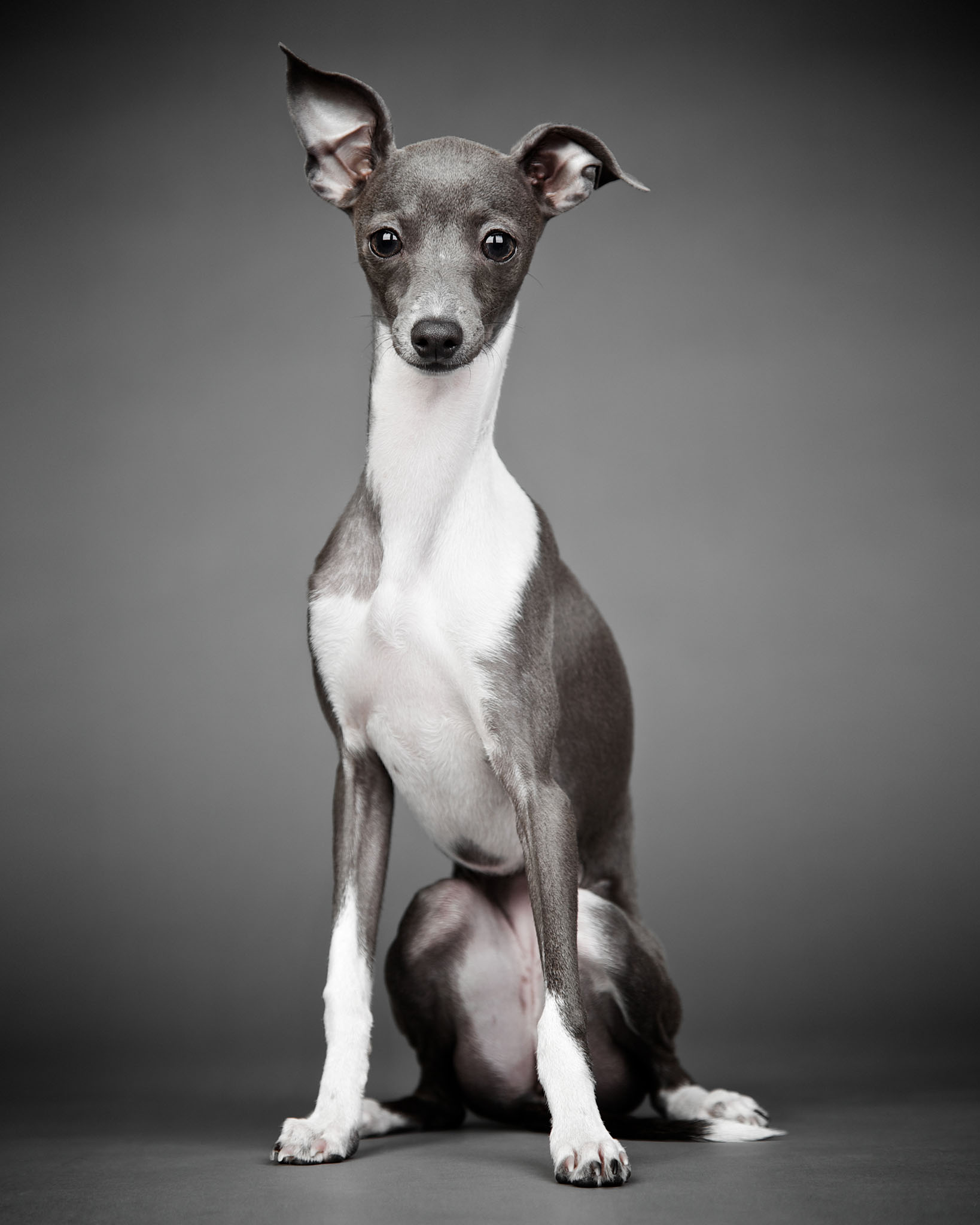 boprey-pet-photography-studio-nyc_1.jpg