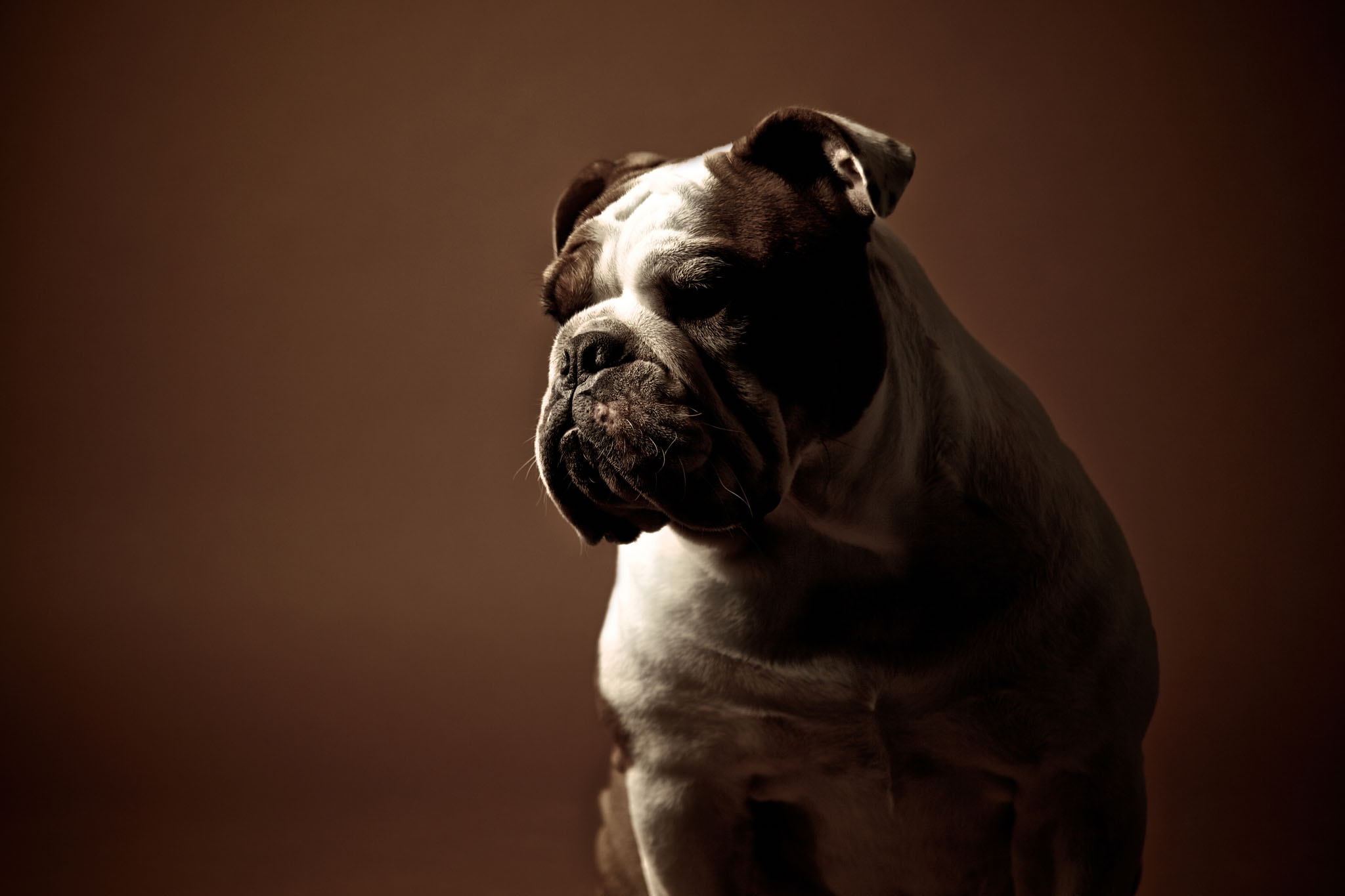 boprey-pet-photography-studio-nyc_6.jpg