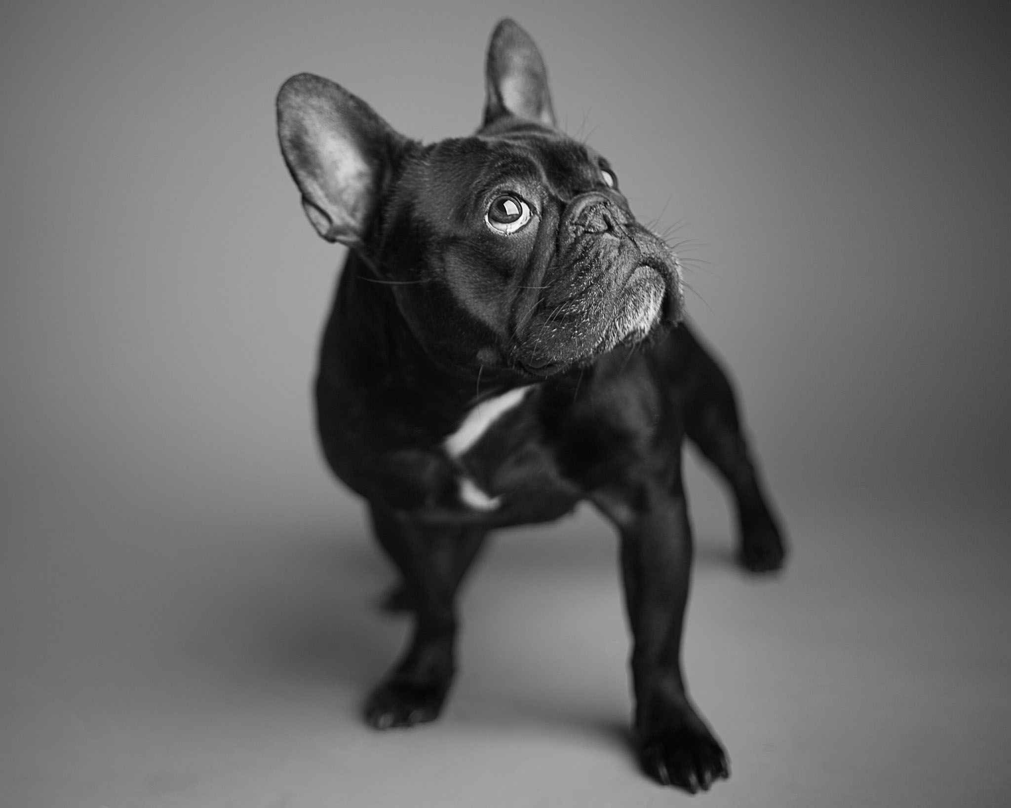 boprey-pet-photography-studio-nyc_17.jpg