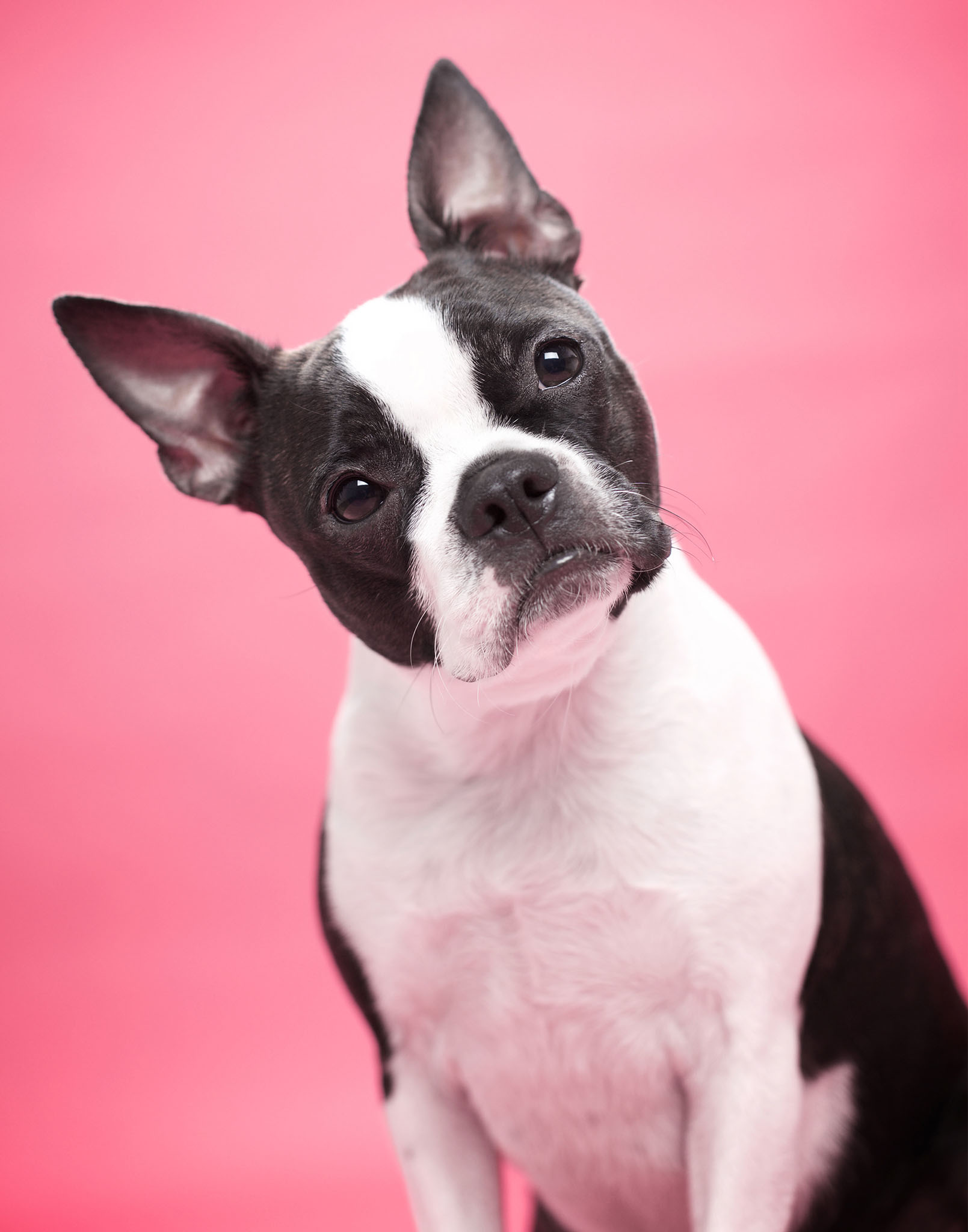 boprey-pet-photography-studio-nyc_18.jpg