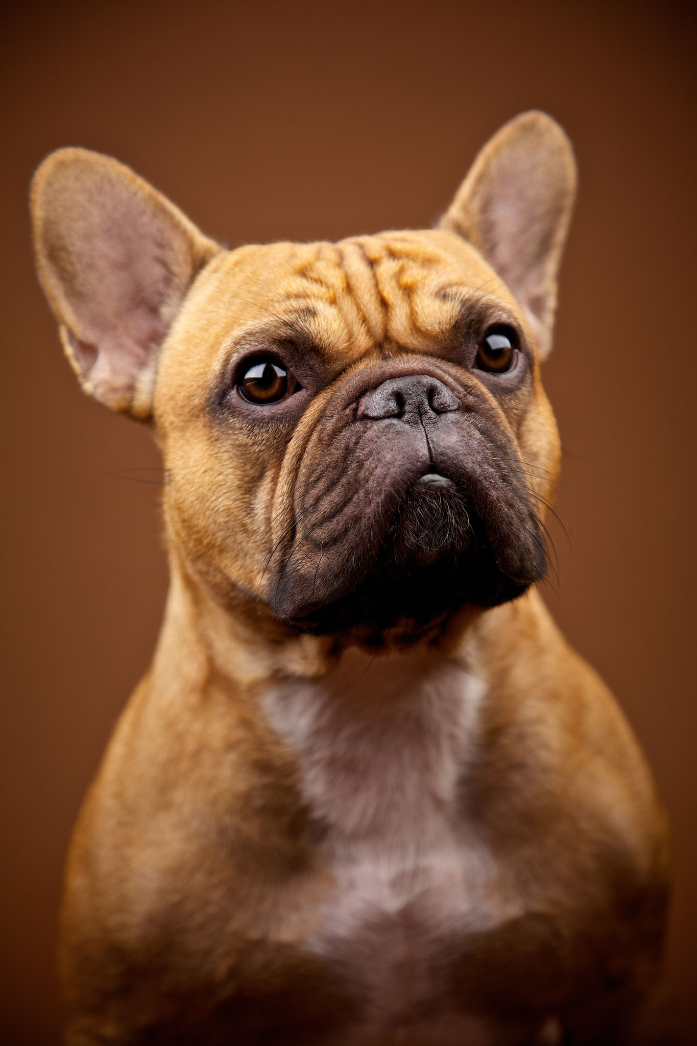 boprey-pet-photography-studio-nyc_27.jpg