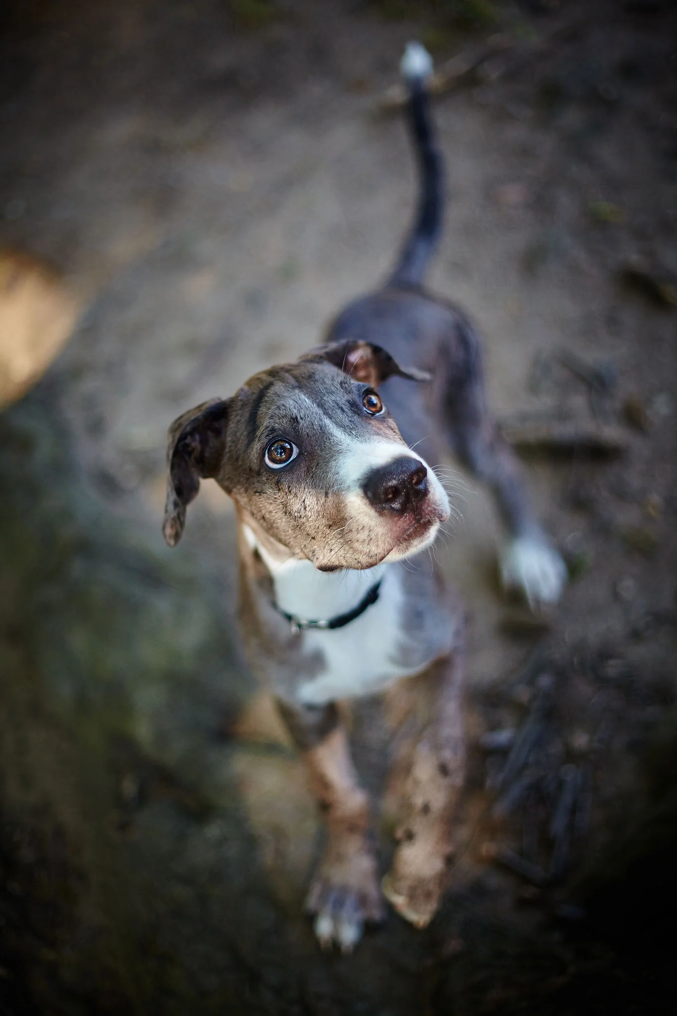 Pets on Location — Boprey Photography Pet Photography in NYC and Beyond