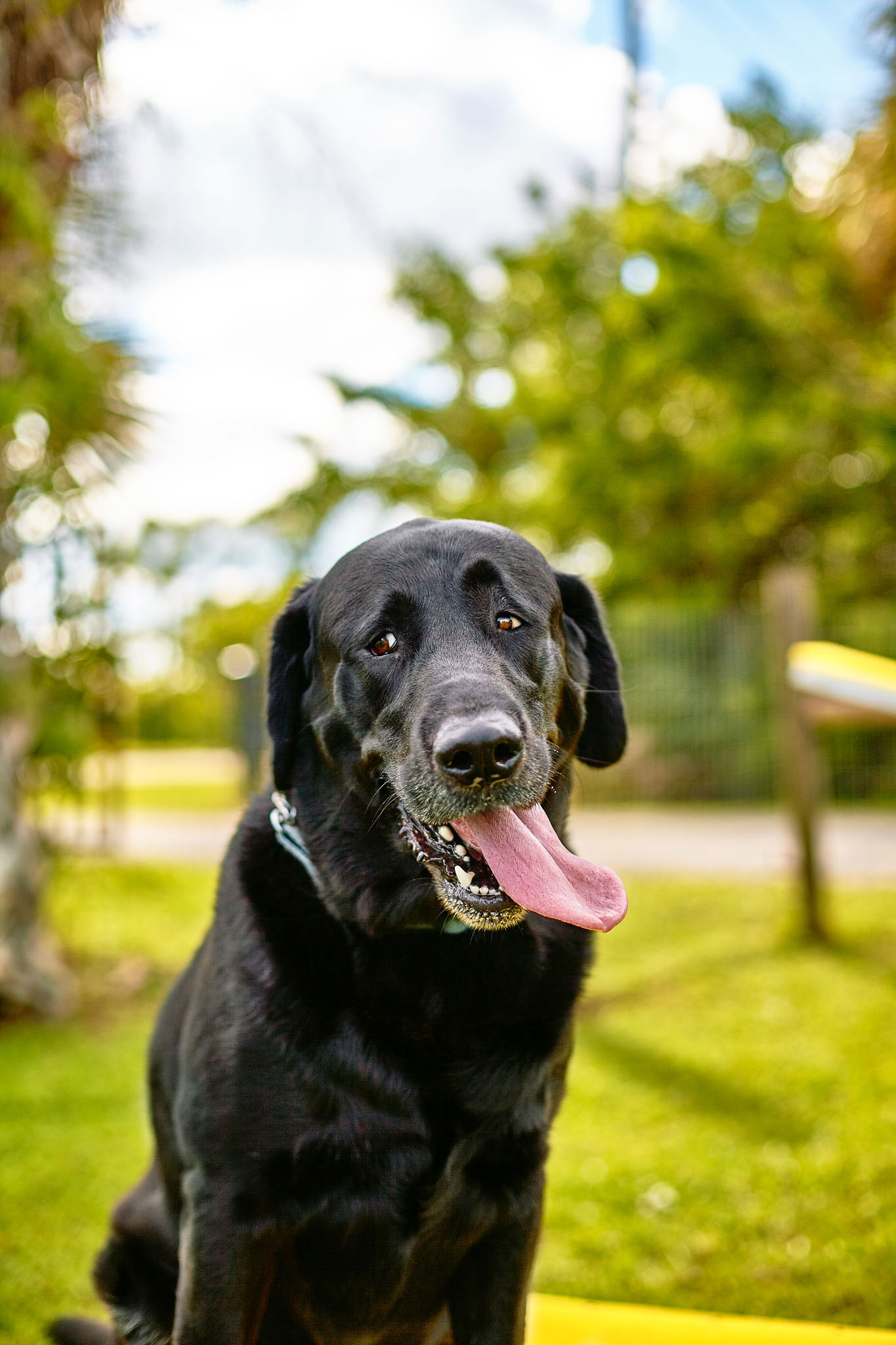 boprey-pet-photography-nyc-new-york-city-022.jpg