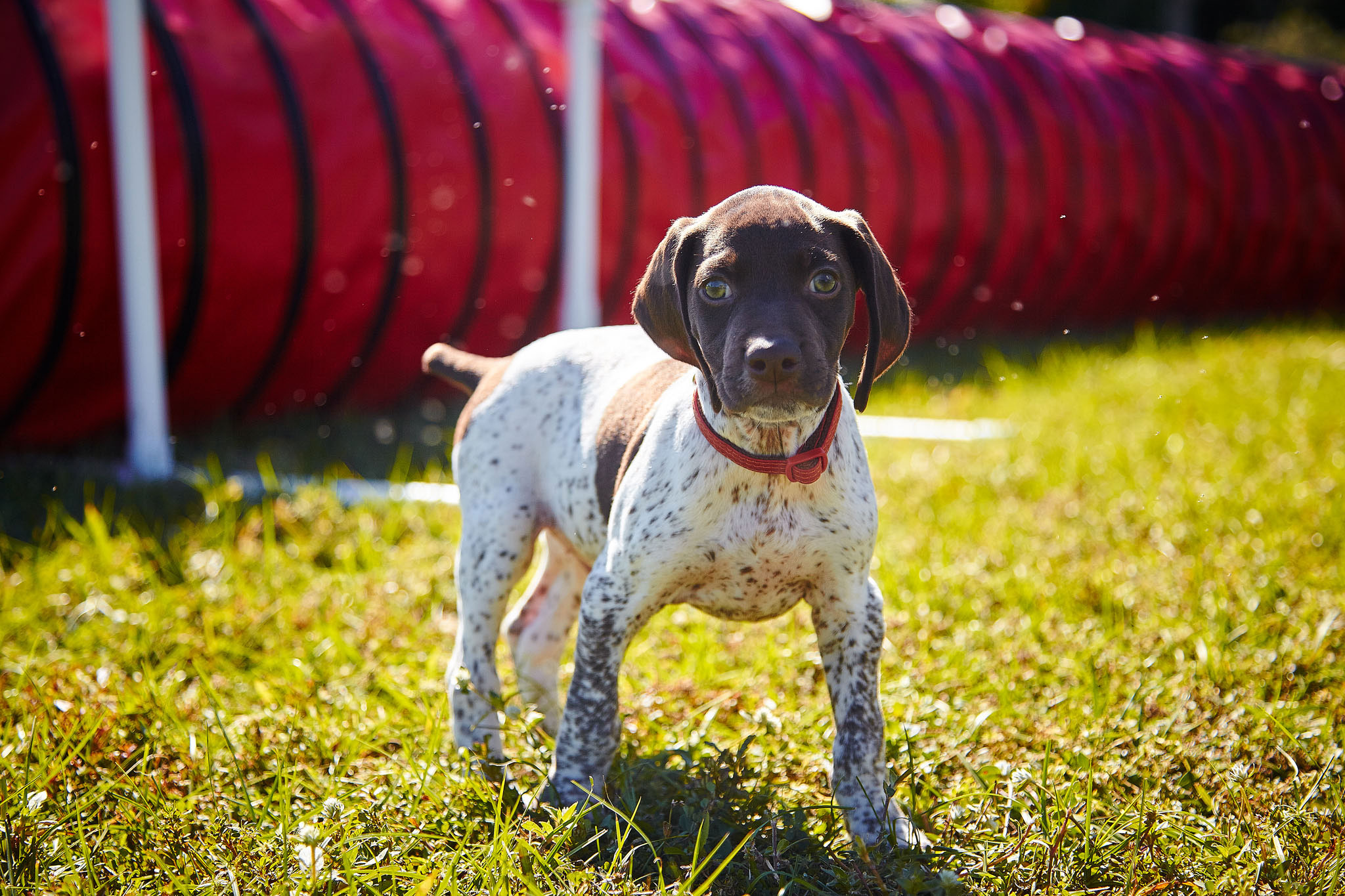 boprey-pet-photography-nyc-new-york-city-028.jpg