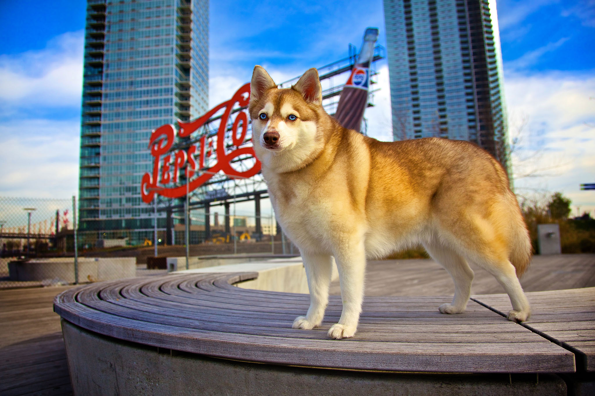 boprey-pet-photography-nyc-new-york-city-053.jpg