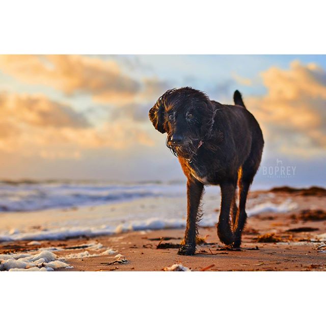 Morning Sun rising over a coastal #Labradoodle named Dakota.
πβ±
#sunrise #morning #beach #beachdog #labradoodlesofinstagram #verobeach #florida #eastcoast #dakota #bopreyphoto #nyc #petphotography #dogphotography #photographer #instadog #seniordog #seafoam #goldenhour #LOIprofilepic
