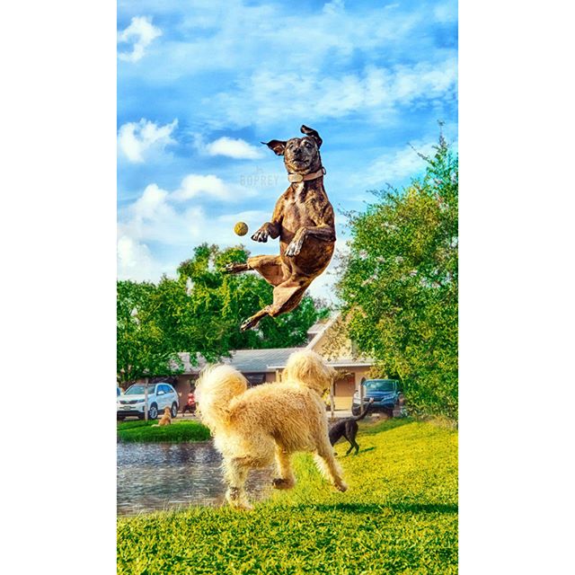 Sometimes life throws you curveballs.
ππΎ
#curveball #hound #pittie #pittbullsofinstagram #bullybreed #jump #verobeach #photographer #nyc #lifelessons #bluesky #pawprints #bopreyphoto #cherishedmemories #athleticdog #dogswhofly