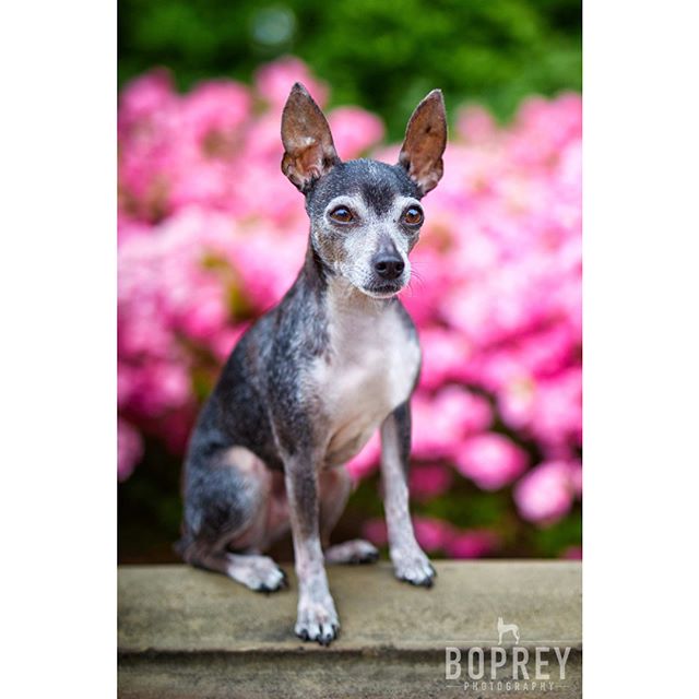 Those Rat Terrier satellite ears.
π
#ratterrier #terrier #dog #dogsofinsta #centralpark #nycdog #dogsofnyc #centralparkdogs #pinkflowers #bokeh #petportrait #dogportrait #petphotography #dogphotographer #photographer #nycphotographer #satelliteears