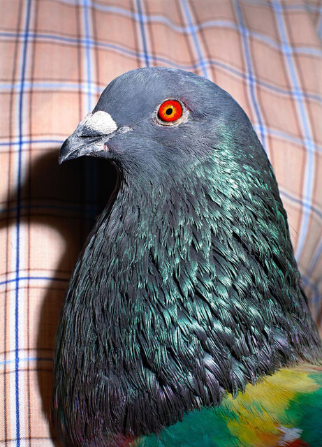 "Pigeon" from the series Paloma al aire, 2011
