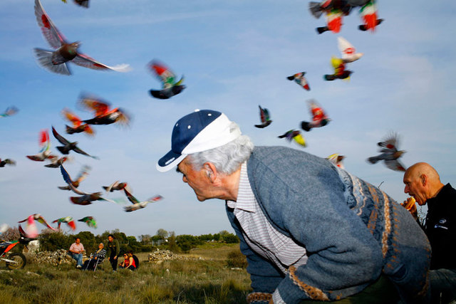"Man surrounded by pigeons" from the series Paloma al aire, 2011