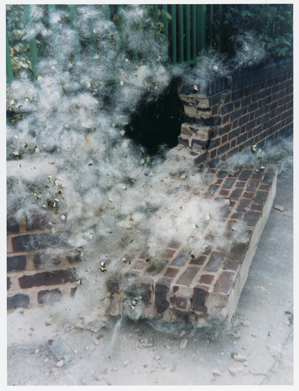 "Untitled" from the series Hackney Flowers, 2005 - 2007