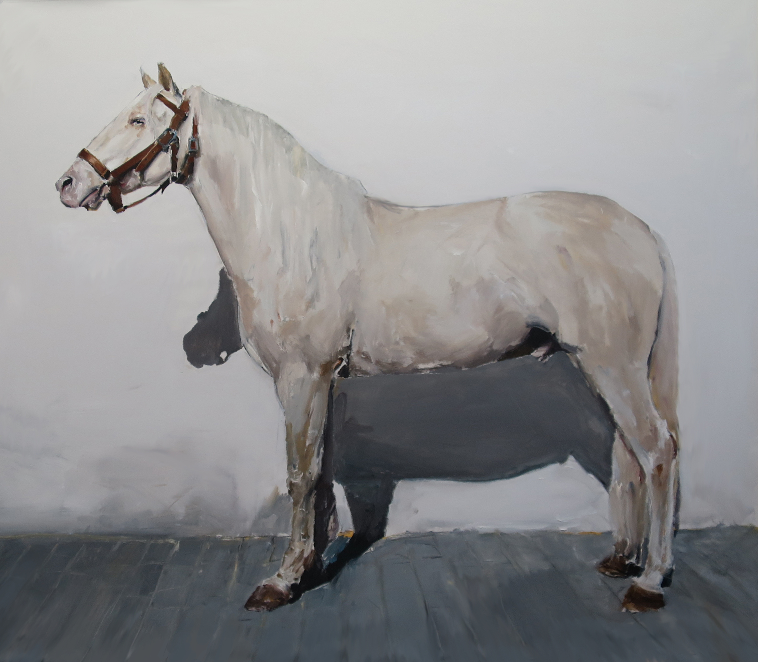 Untitled (white horse with halter)