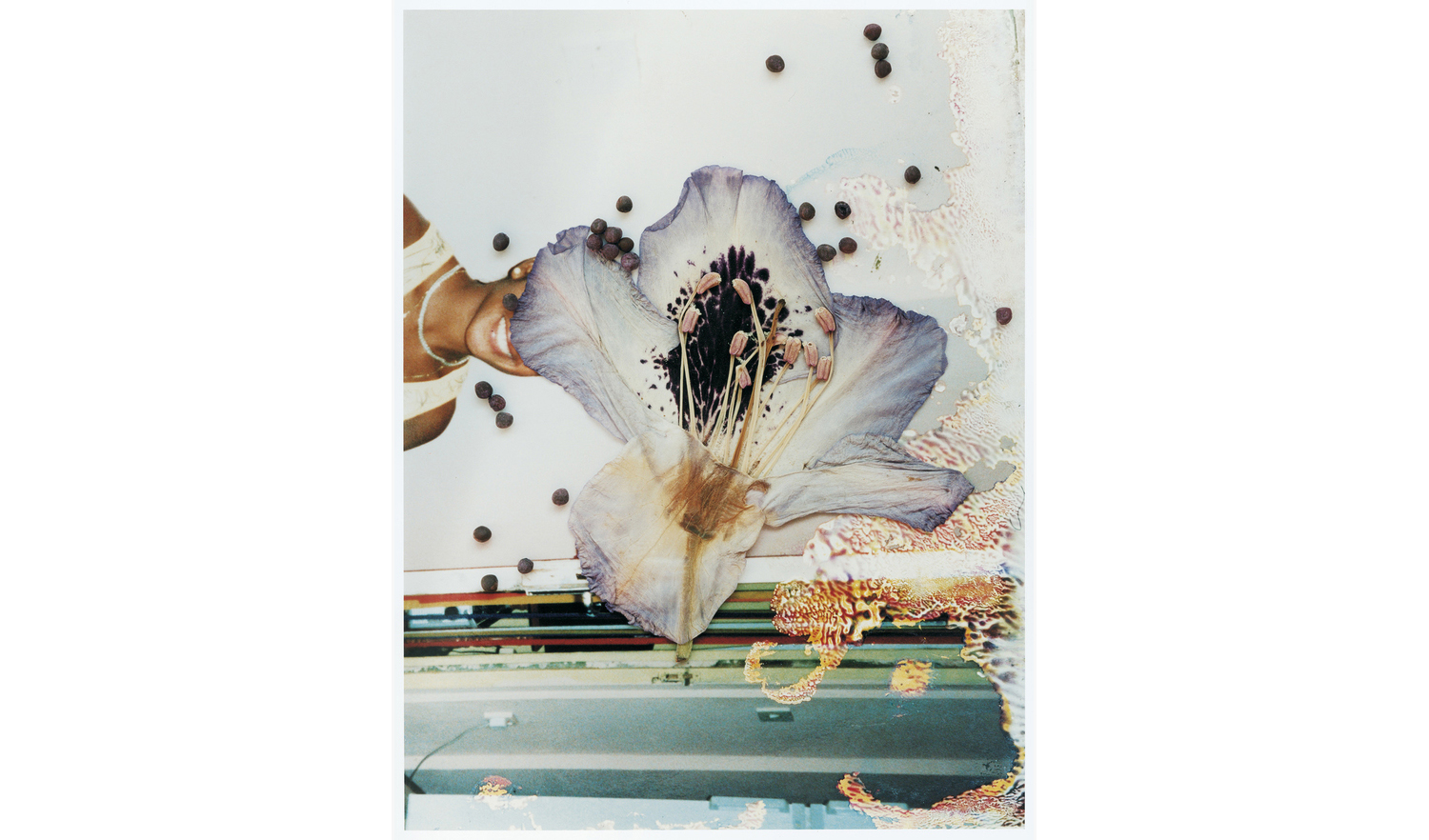 "Untitled" from the series Hackney Flowers, 2005 - 2007