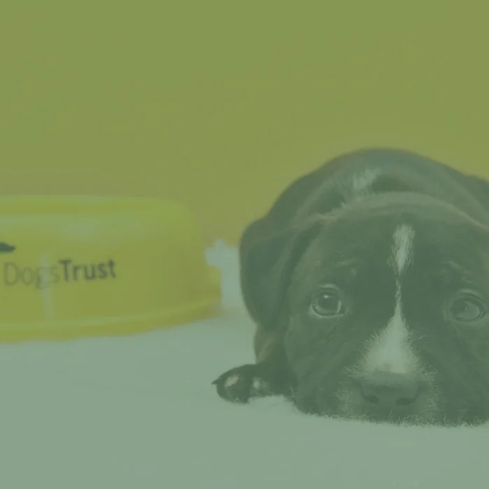 A puppy sat in front of a water bowl