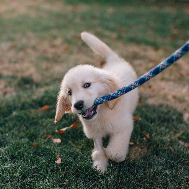 Thankful to have this little one back with the family this evening! 
Archie had to spend a few days at emergency after getting Parvo. PSA - Parvo is extremely prevalent in Arizona and most areas in general. Please make sure your dogs are fully vaccin