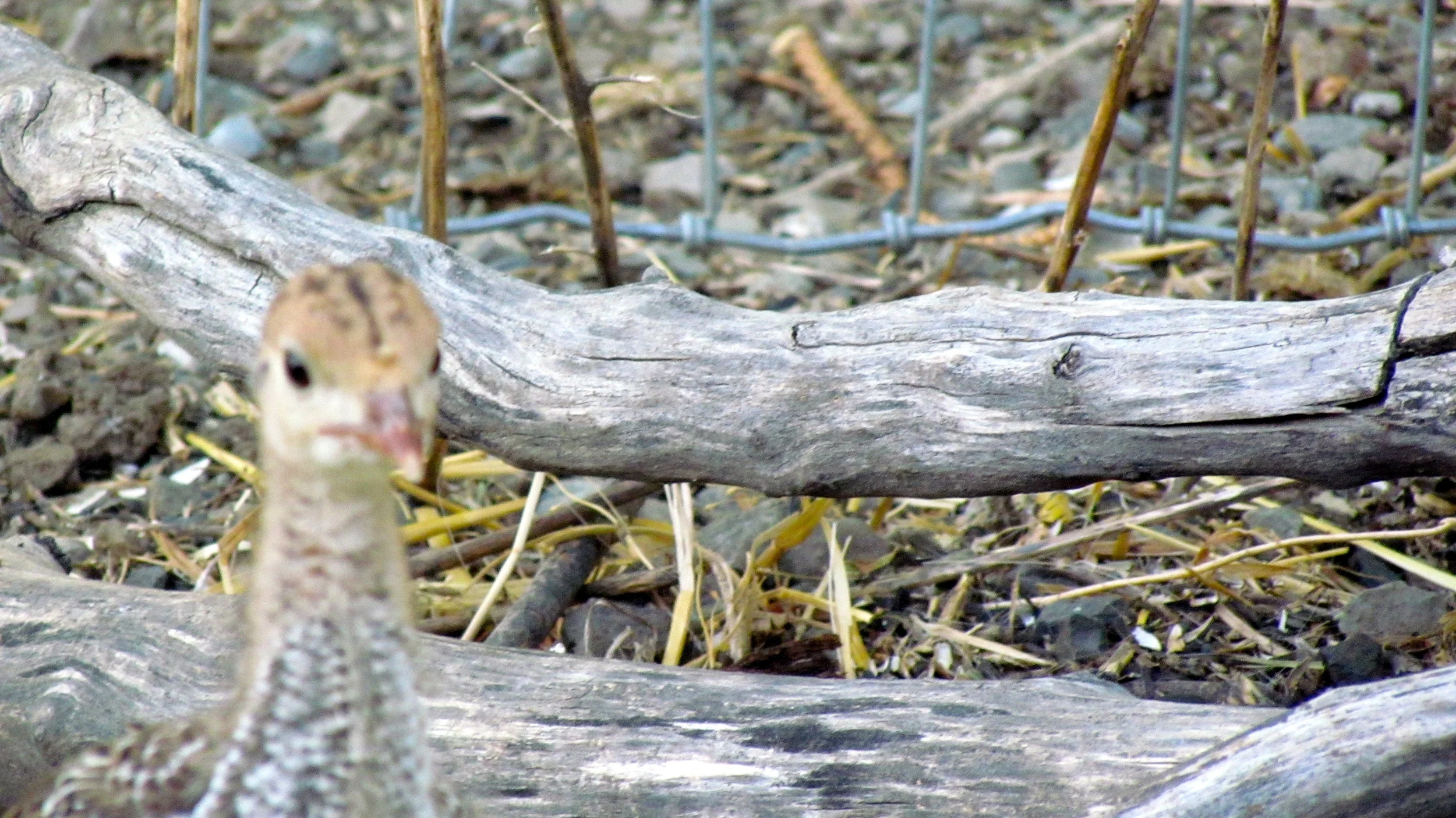 poult head 4:15.JPG
