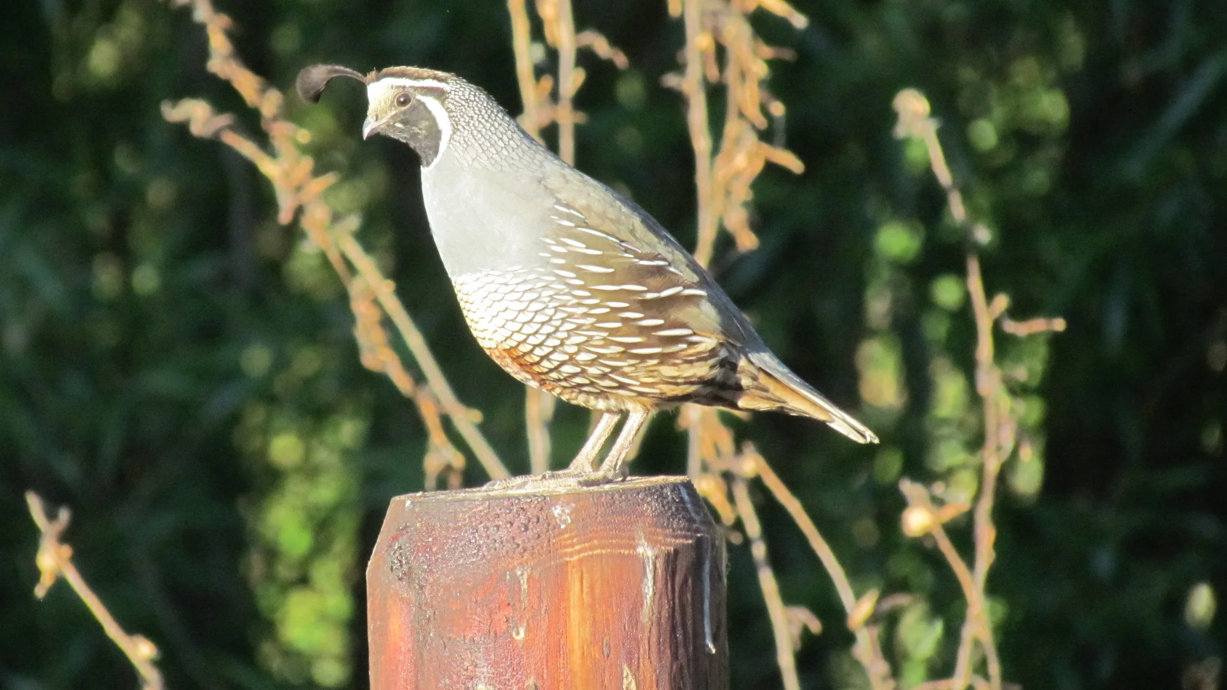 quail 4:15.JPG