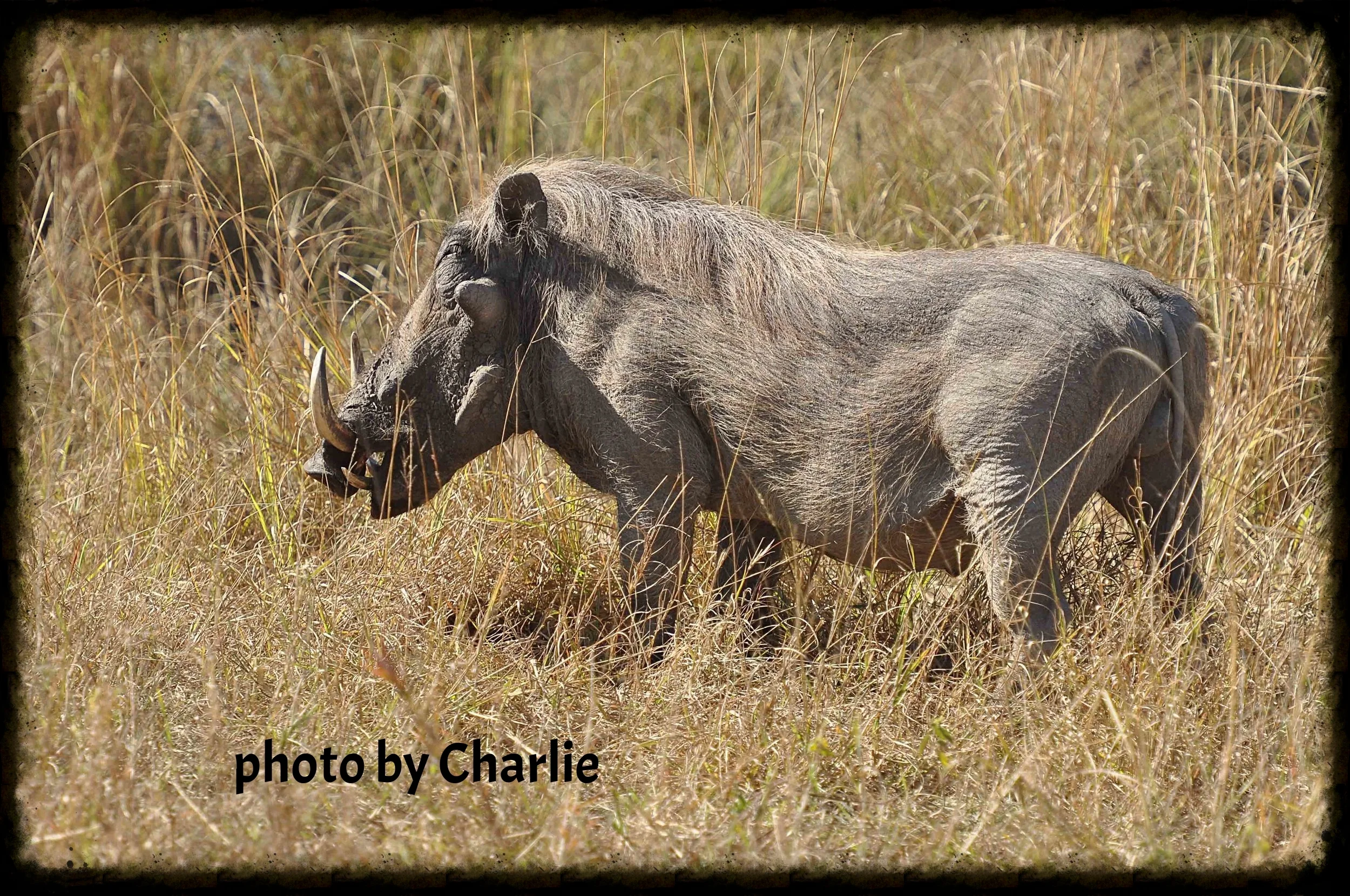 Singita087.jpg