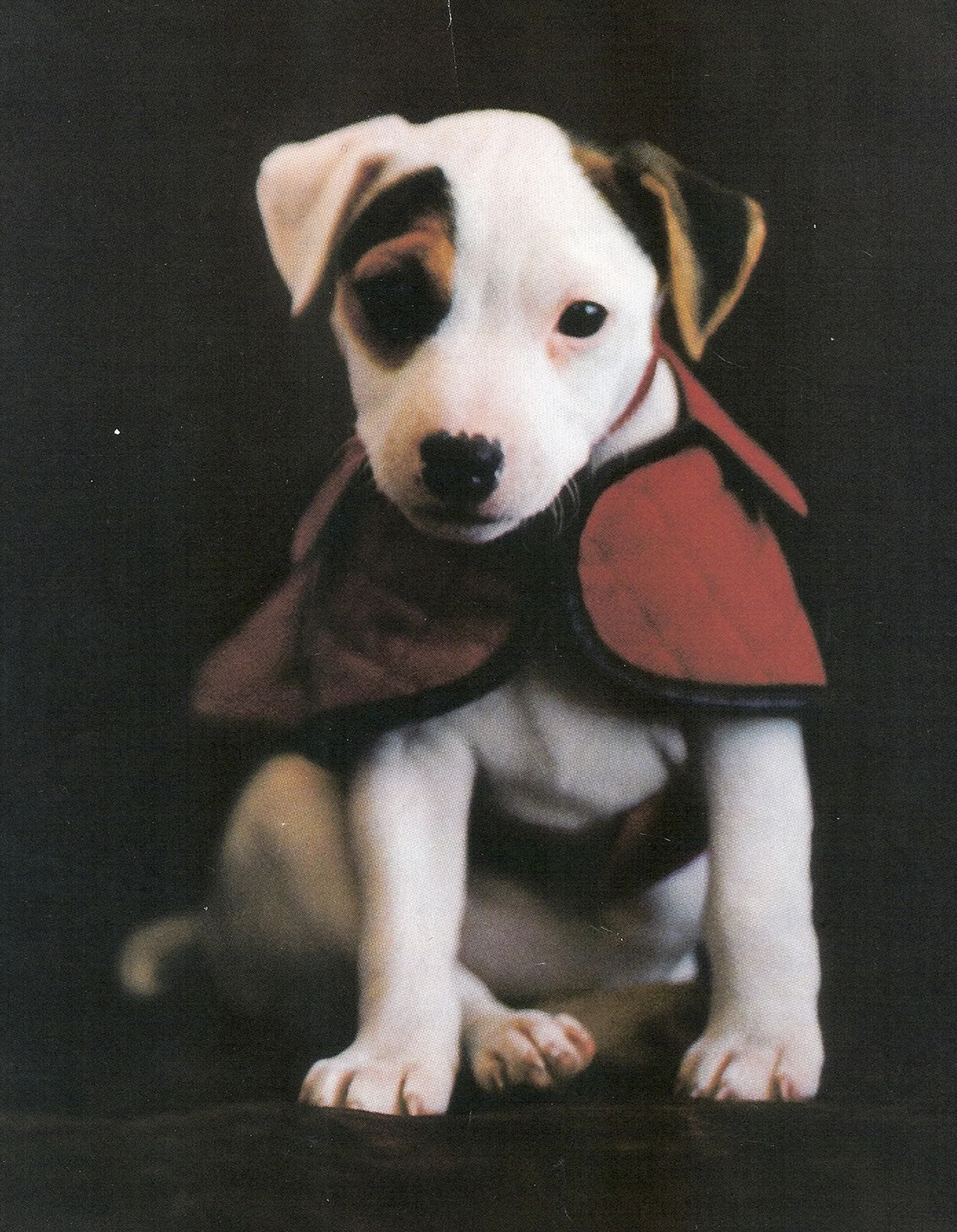 COACH PUPPY COAT.jpg