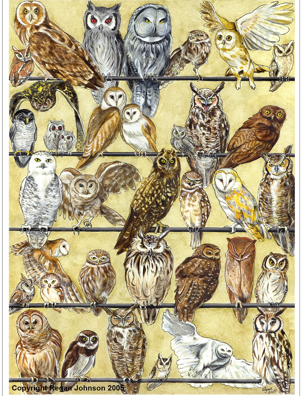 Owl Study