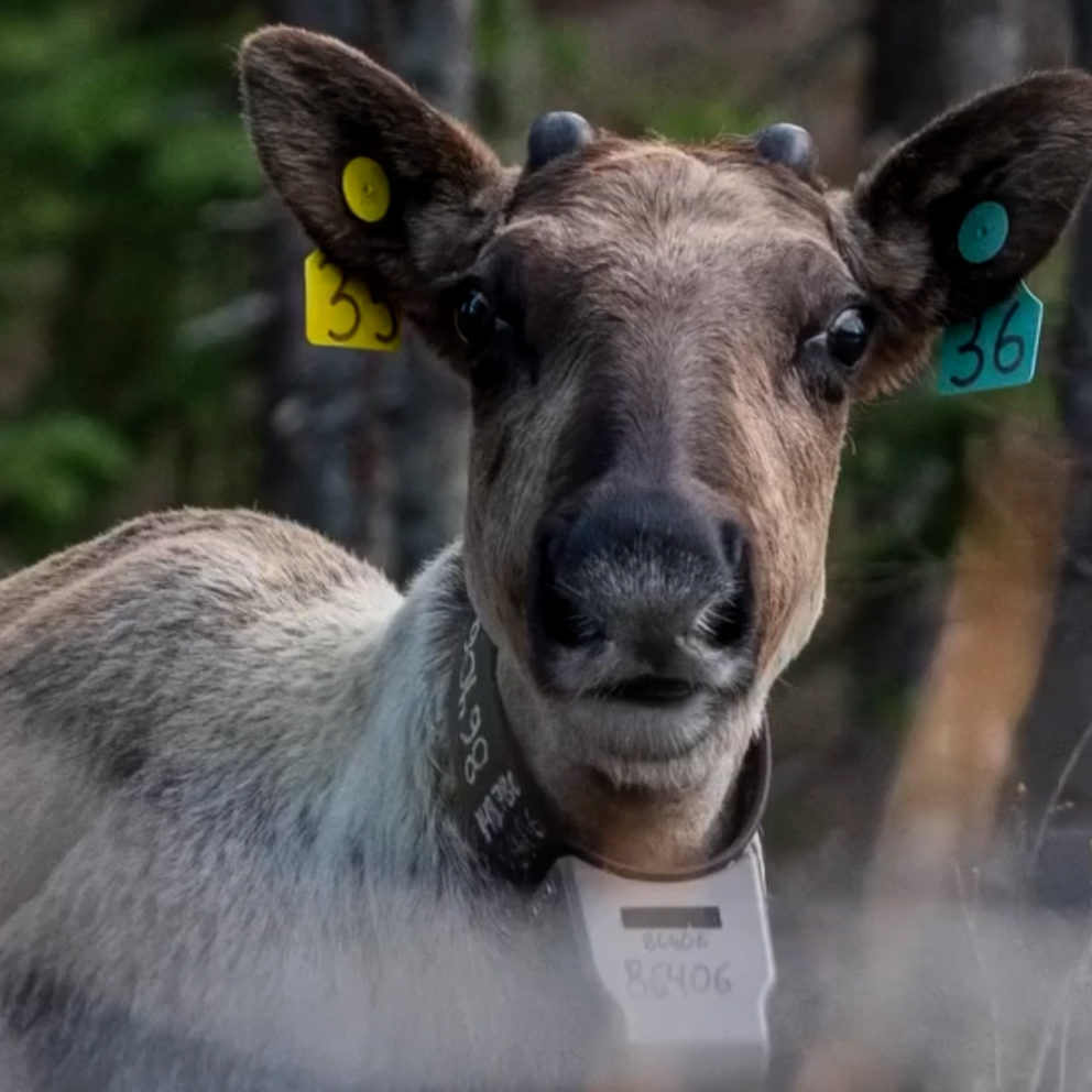 Katie_Orlinsky_Caribou03.png