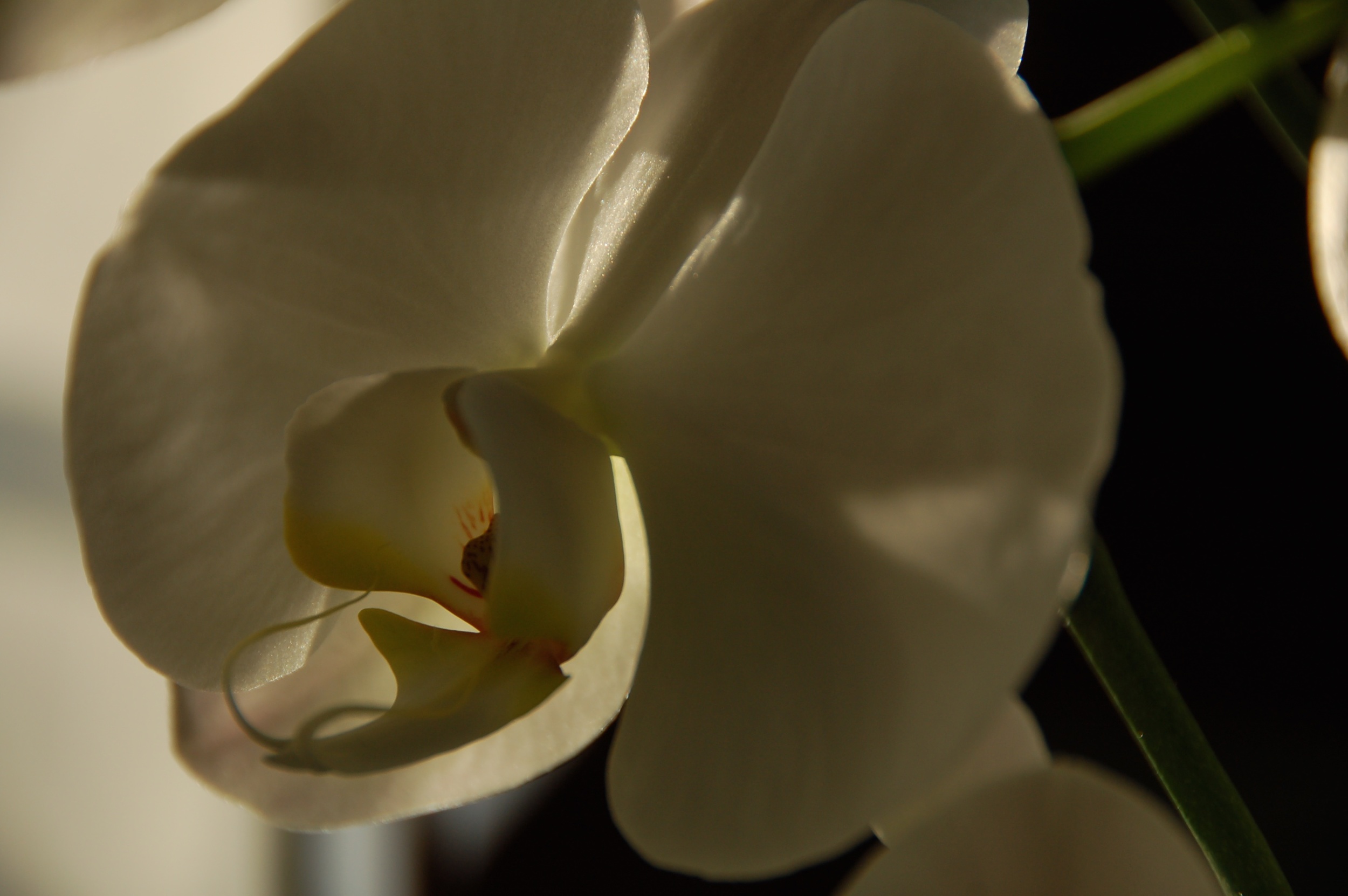 Orquídeas a las 7 2010