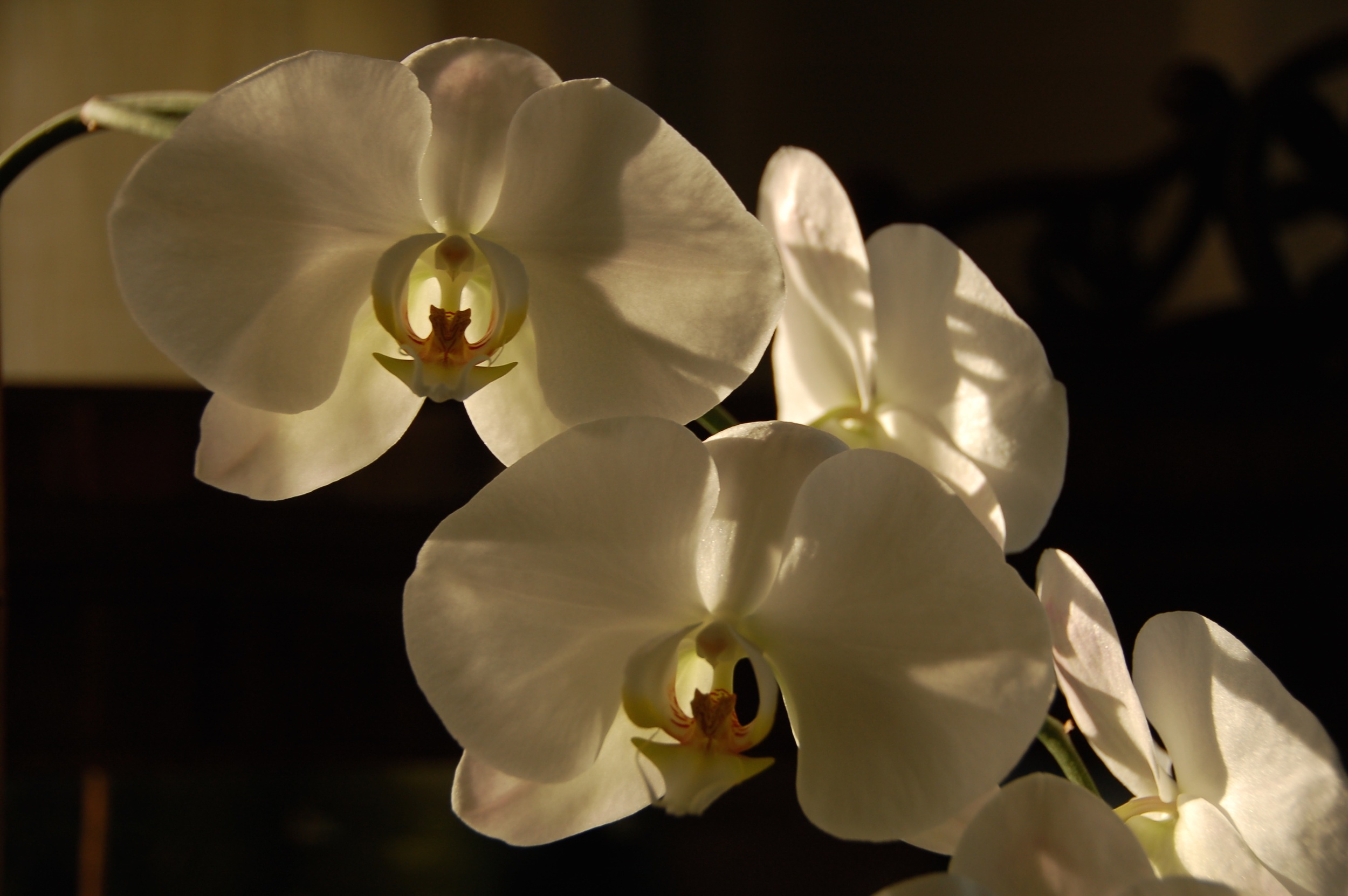  Orquídeas a las Siete 2010   