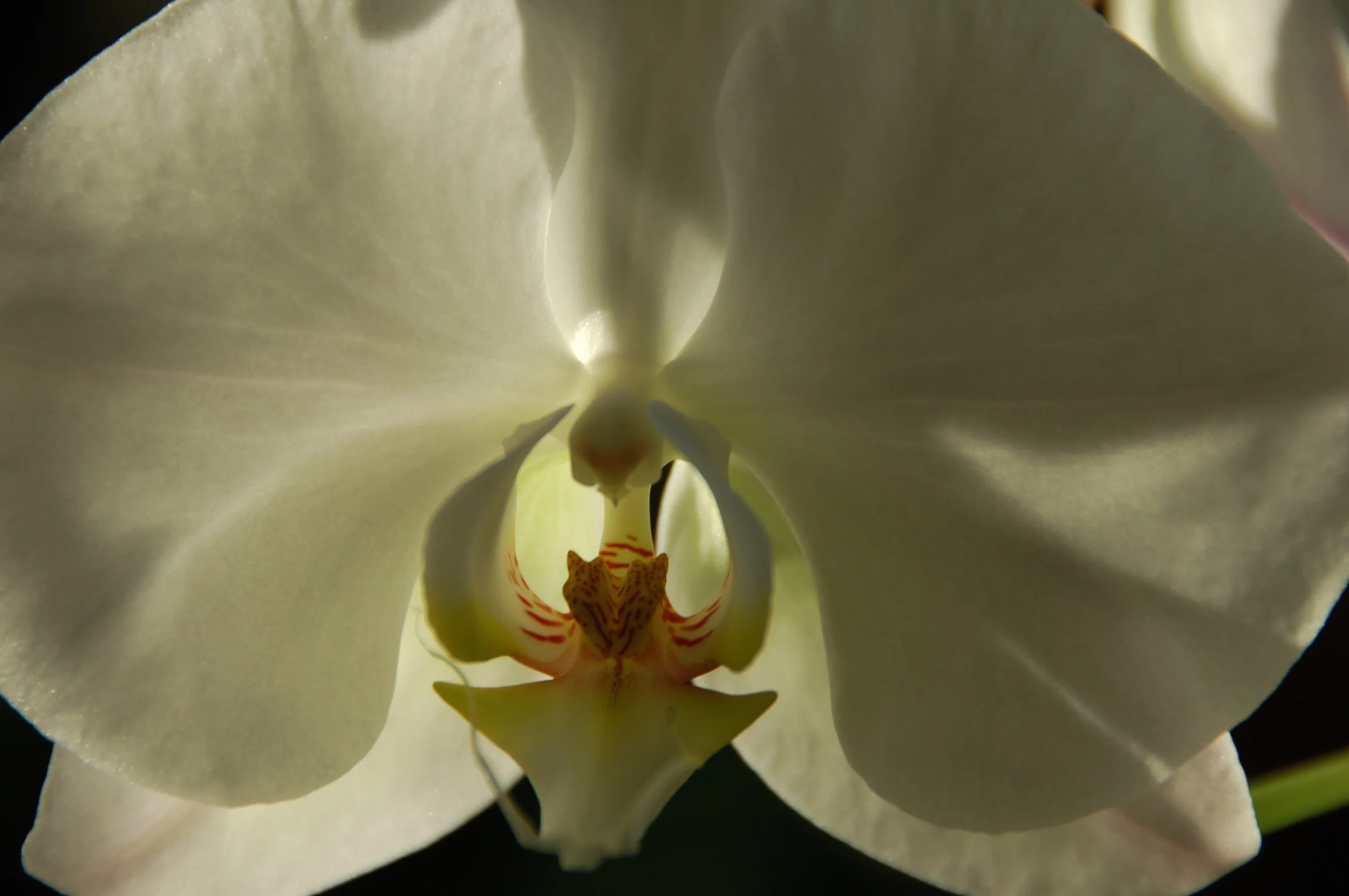 Orquídeas a las 7 2010