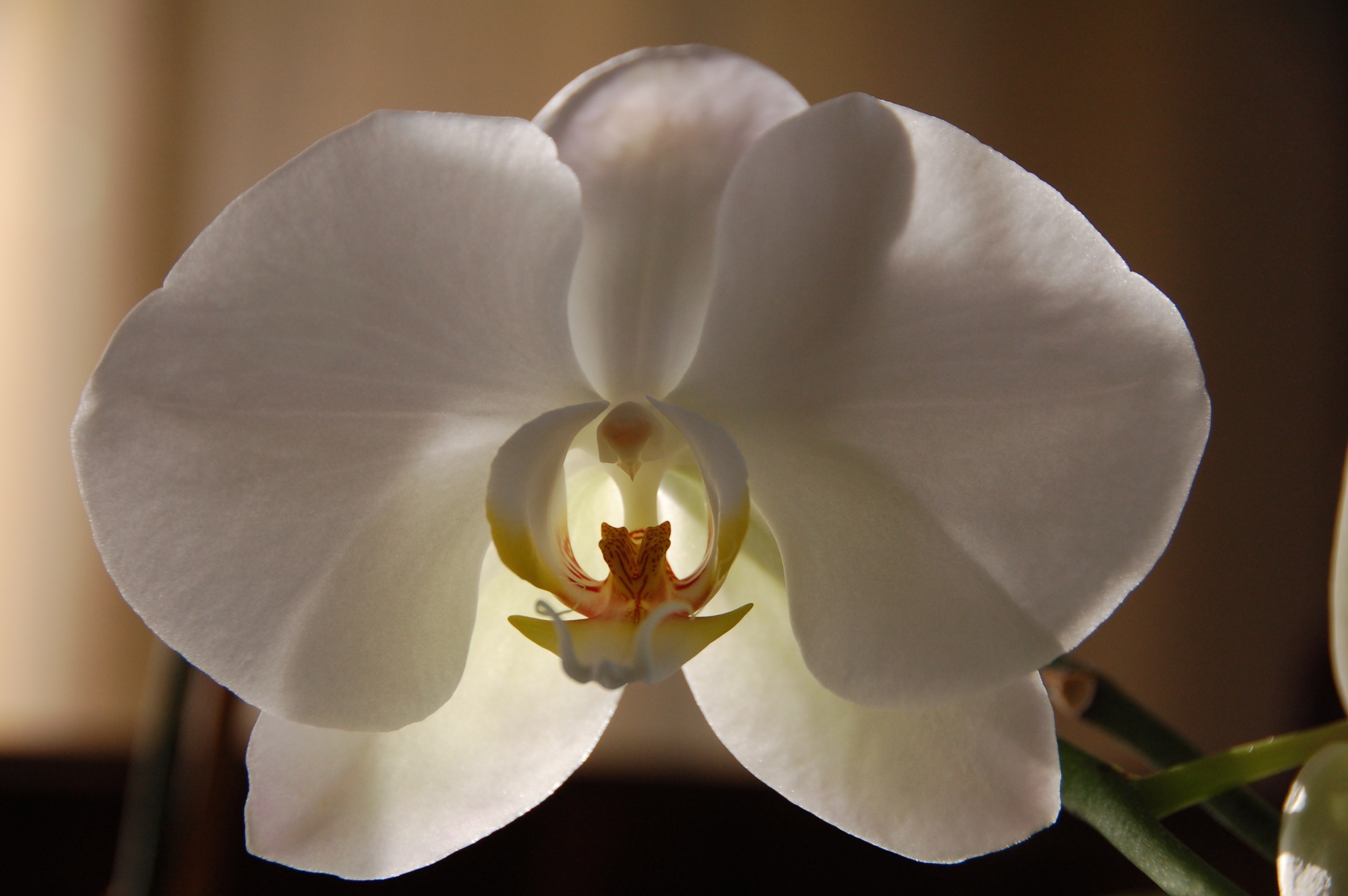 Orquídeas a las 7 2010