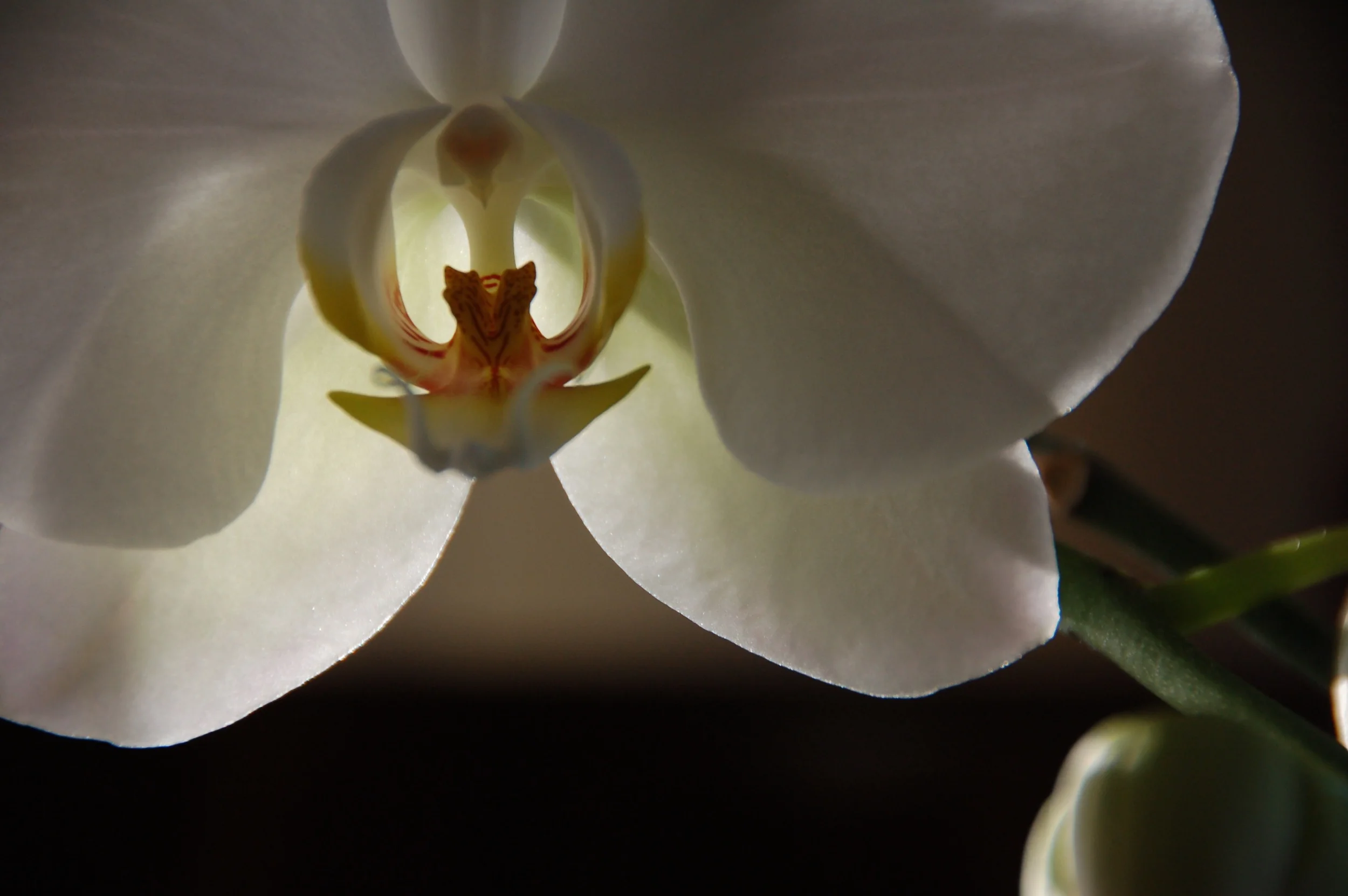 Orquídeas a las 7 2010