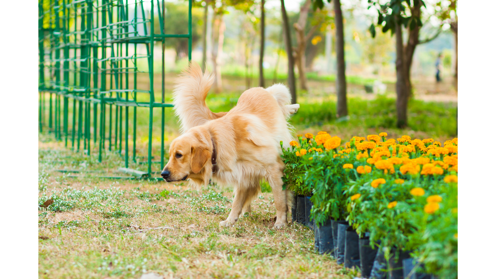 urine smell in yard