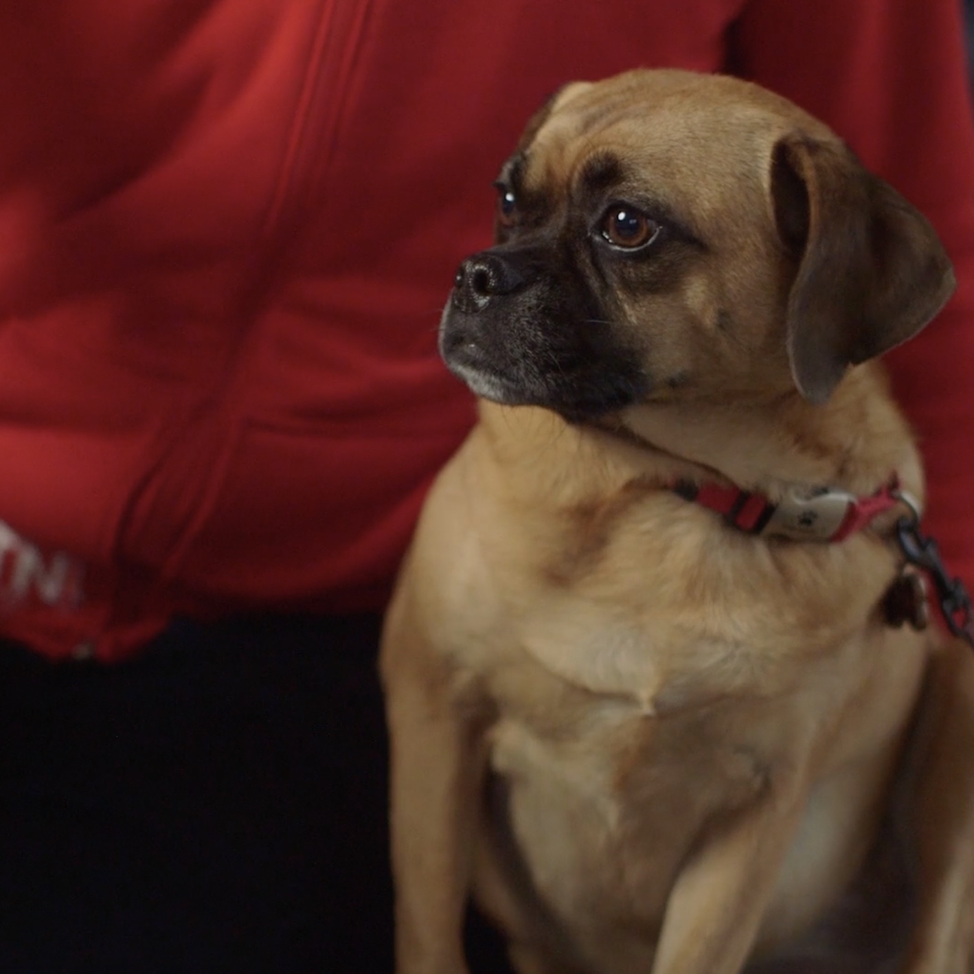 peeva the puggle.jpeg