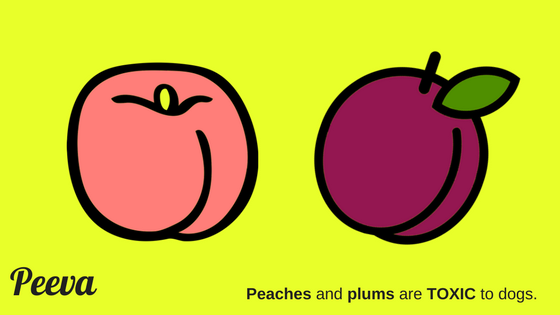 Are Peaches Toxic To Dogs