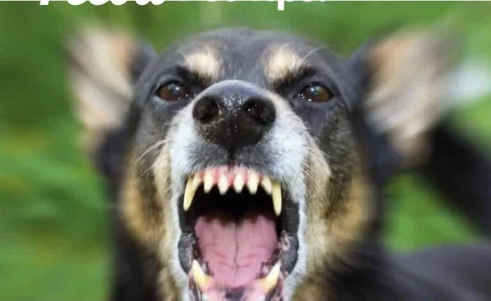 Peeva - Official Blog of Peeva Inc. - Aggression in dogs