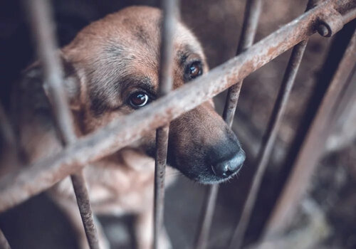 Peeva - Blog - How to Prevent Animal Cruelty