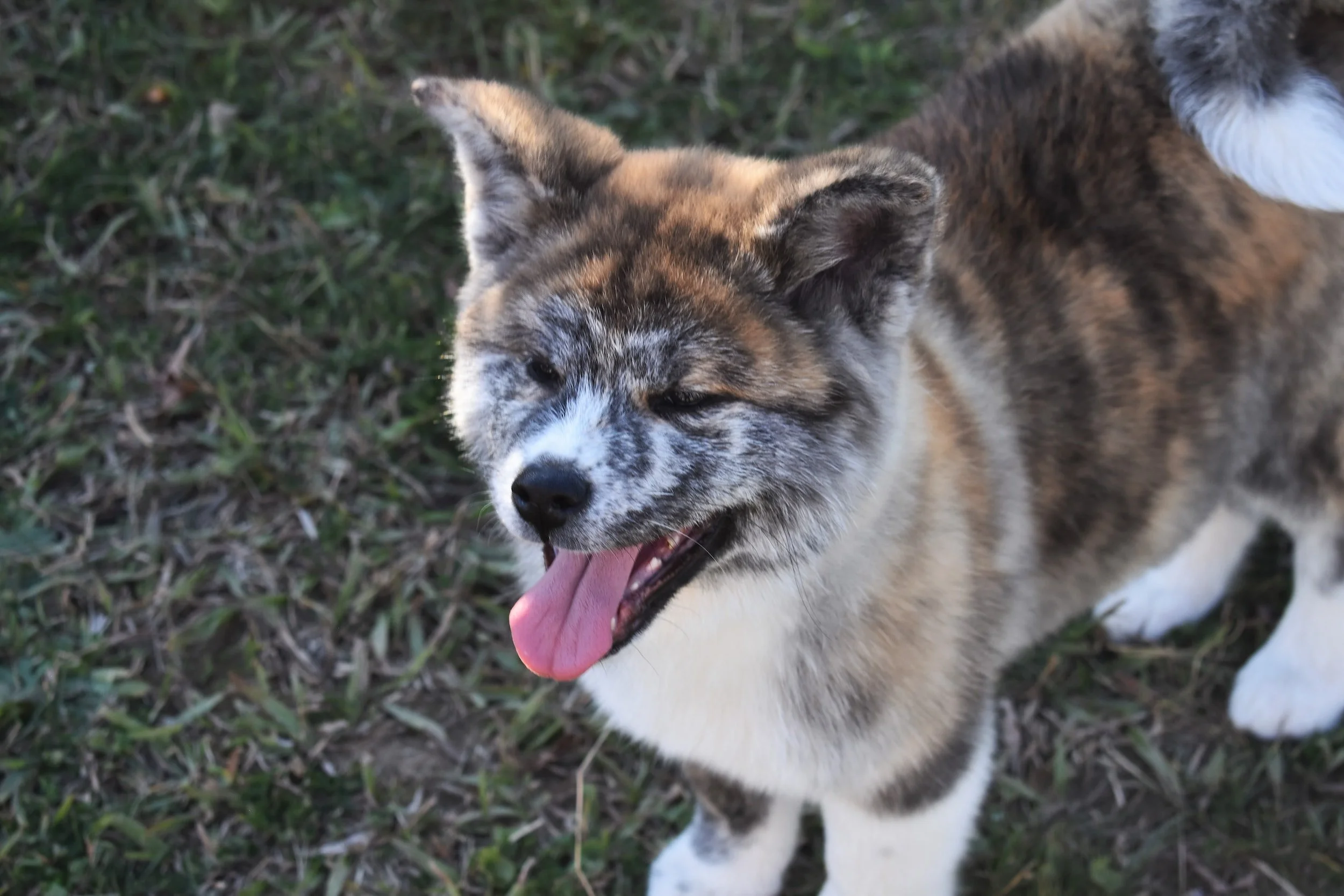 Peeva Blog The Complete Guide to Akita Dogs
