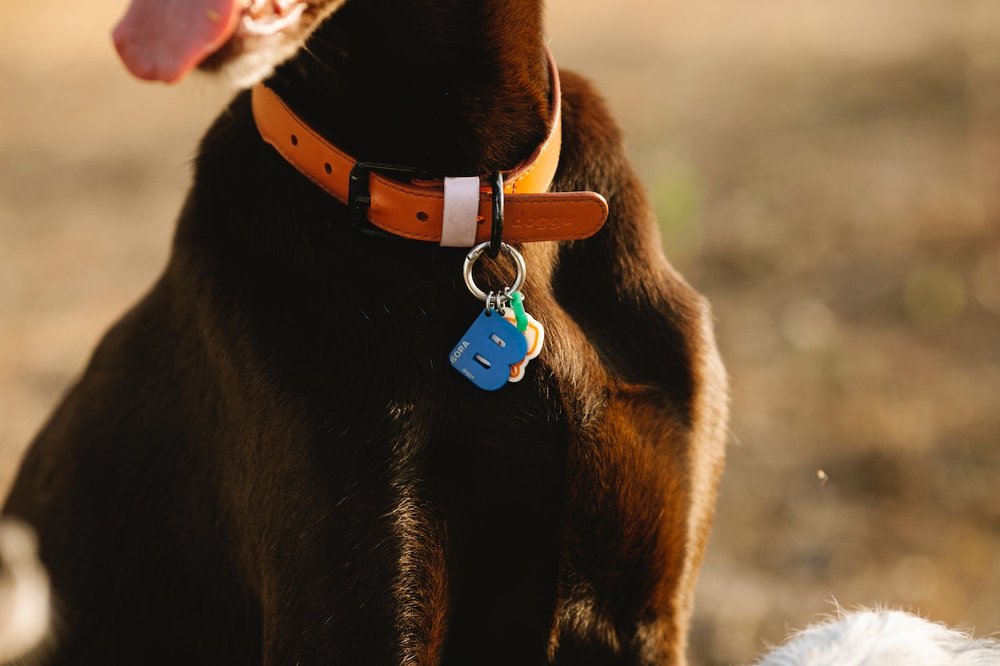 MICROCHIP or GPS COLLAR FOR DOGS: WHAT ARE THEY?, ADVANTAGES AND