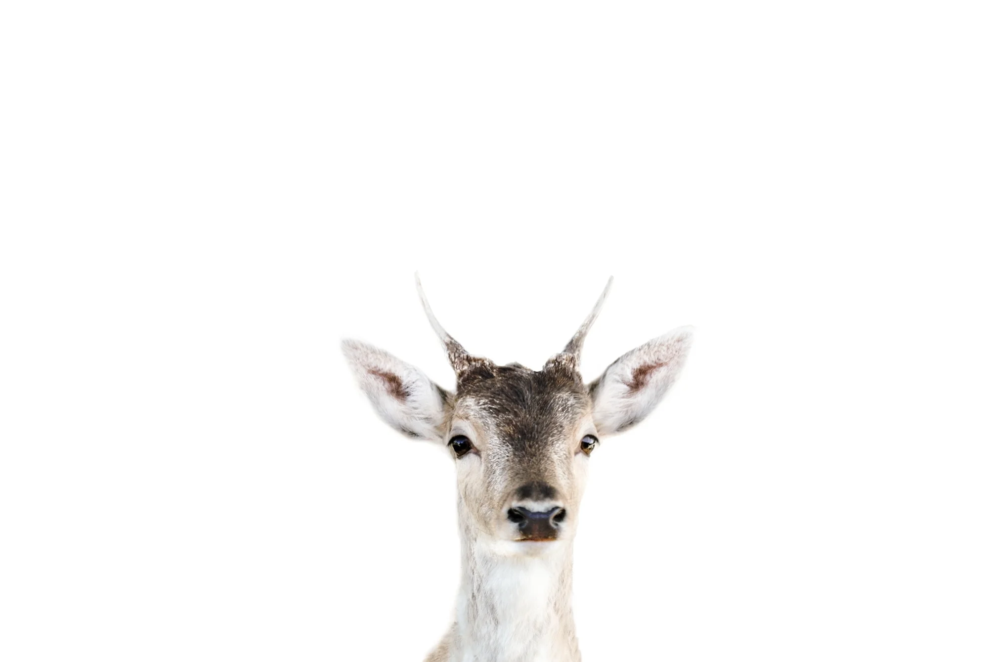 babydeer.jpg