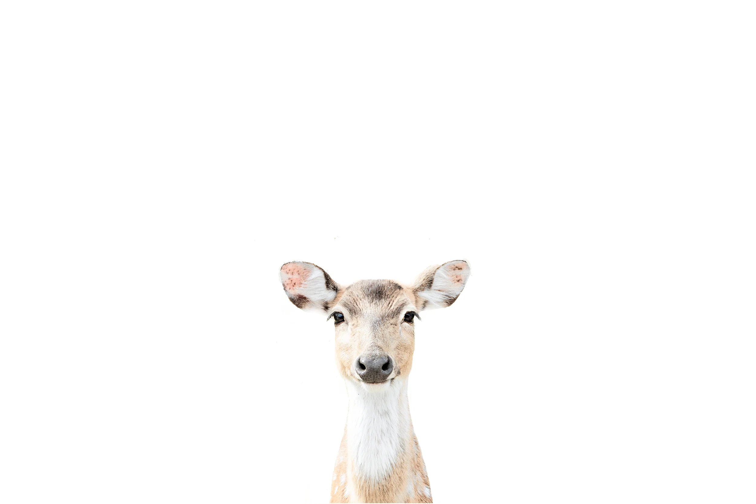 deer-03.jpg