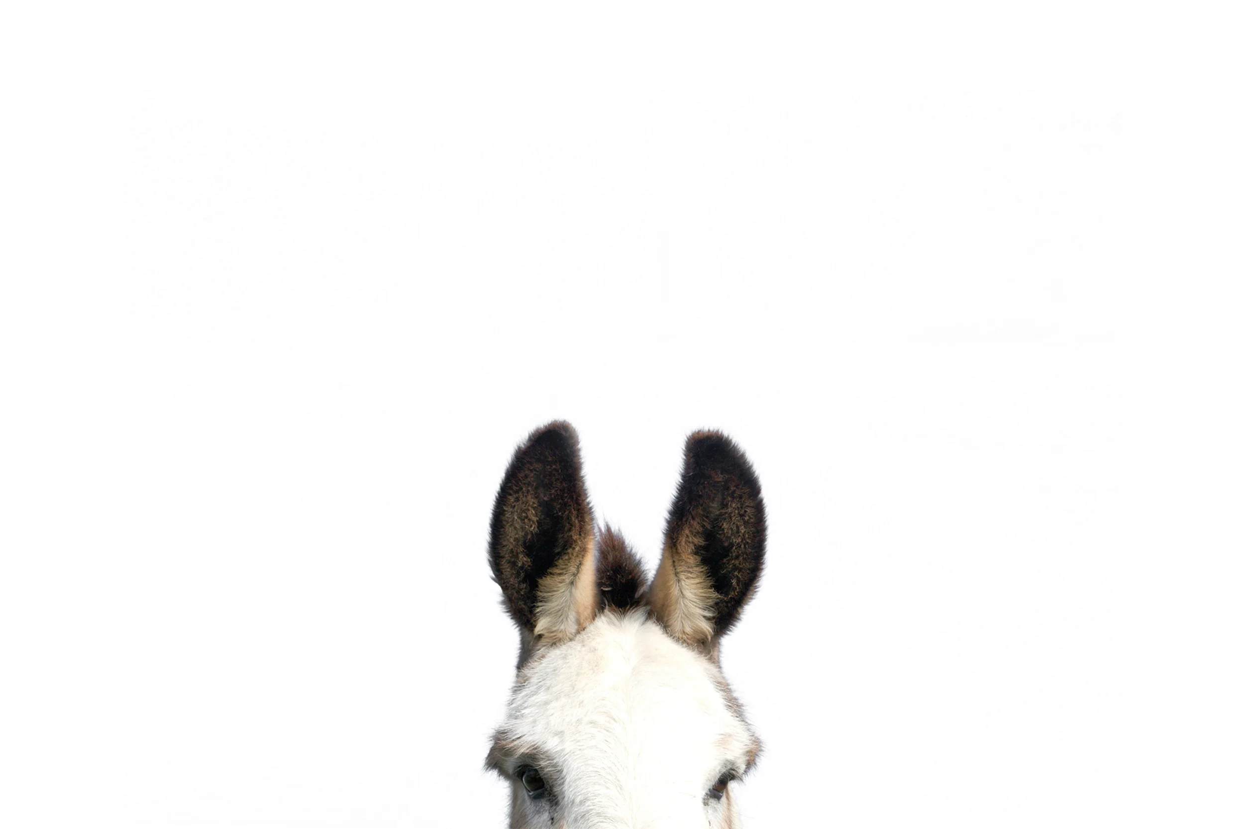 donkey-01.jpg