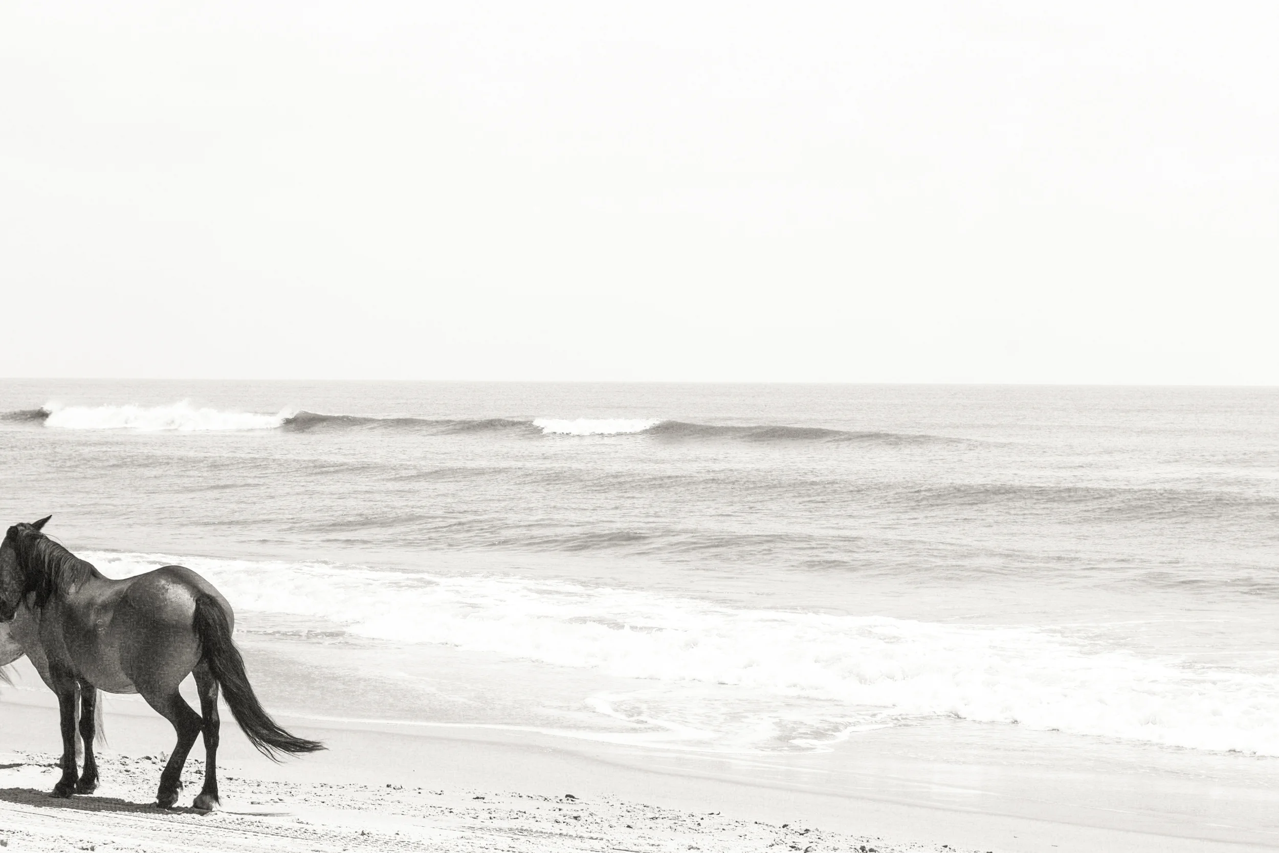 corolla-011 copy.jpg