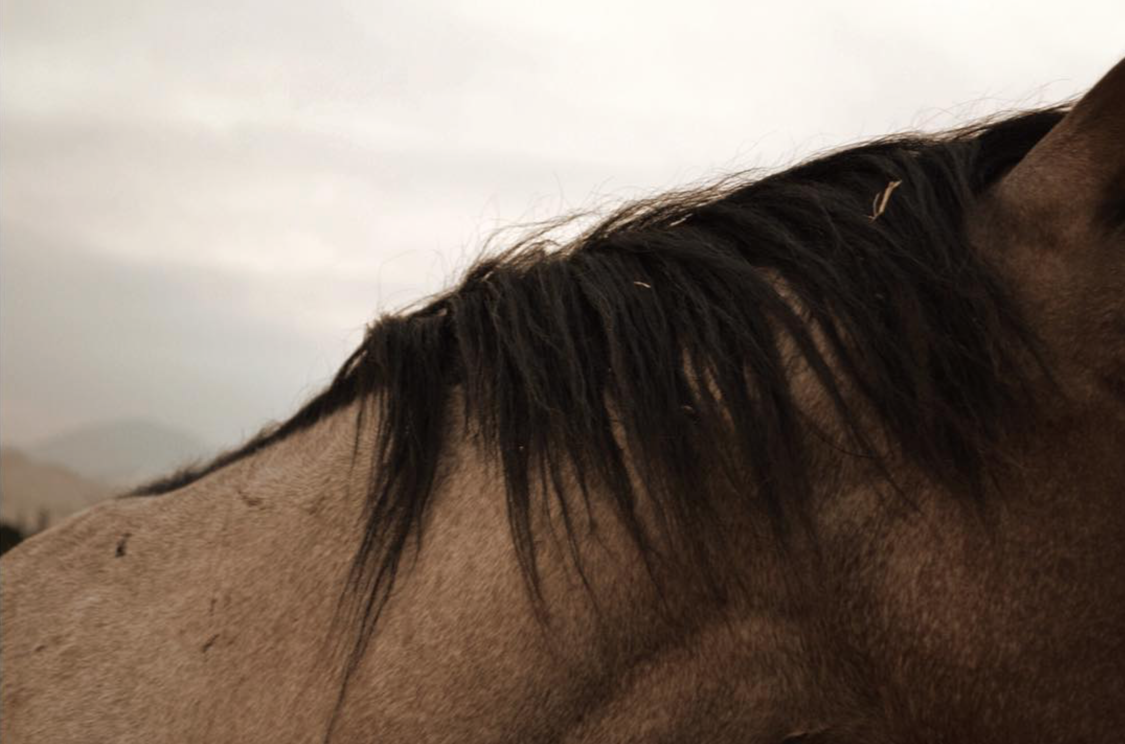 Screen Shot 2016-10-09 at 2.45.25 PM.png