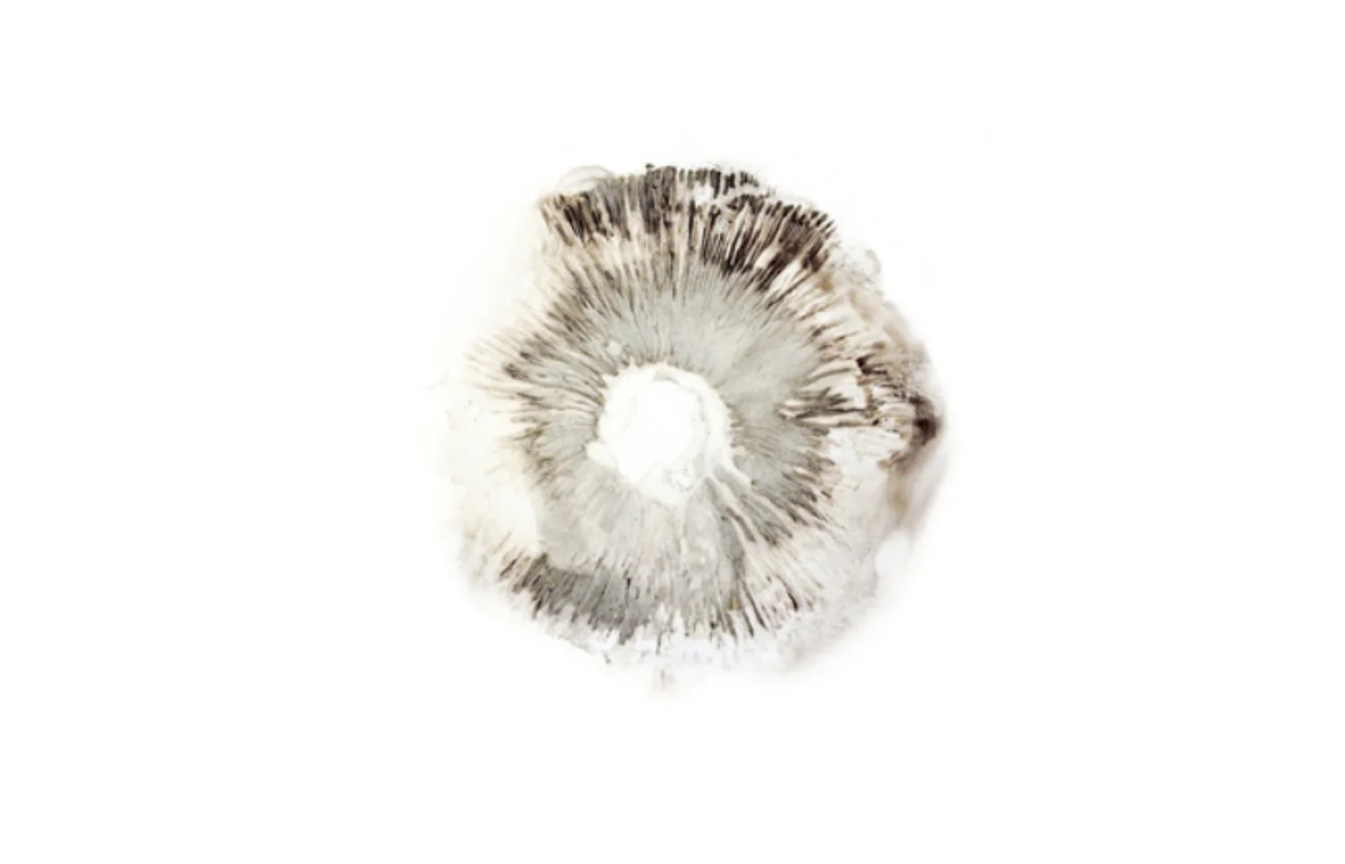 mushroom.jpg