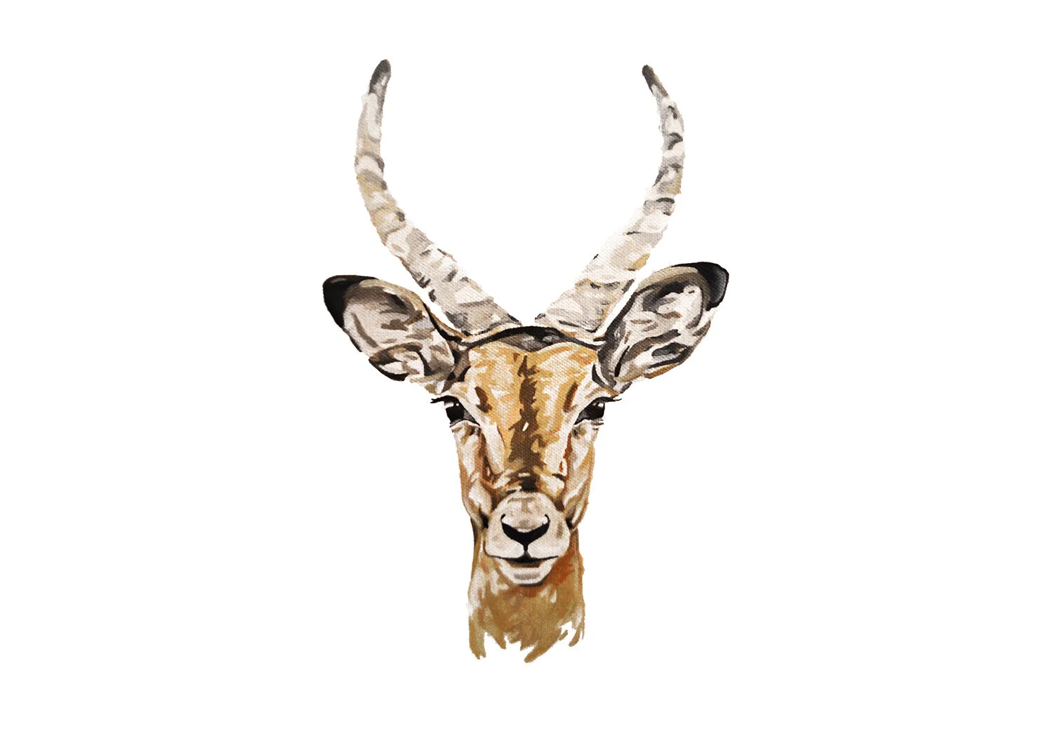 impala.jpg