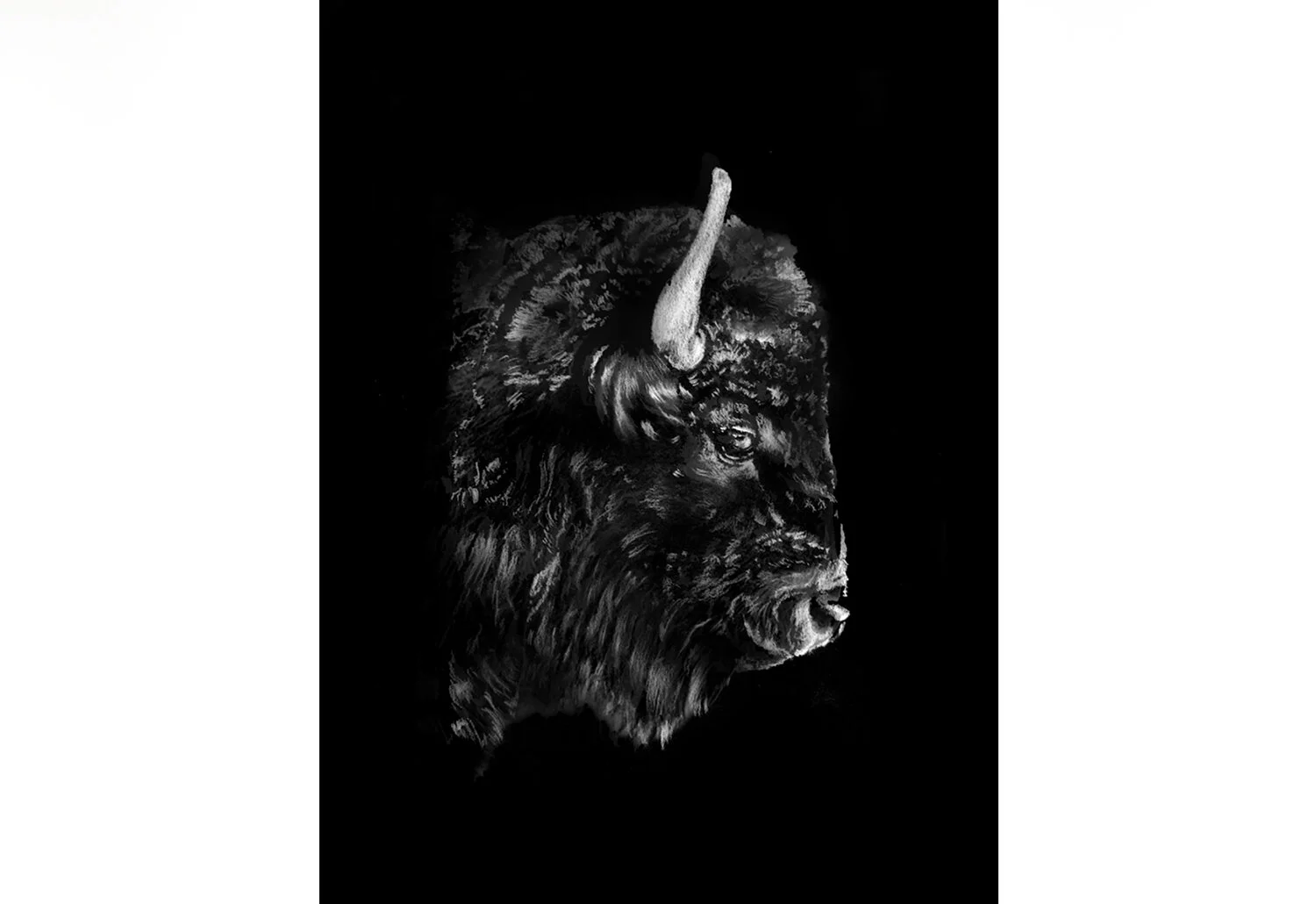 bison-thumbnail.jpg