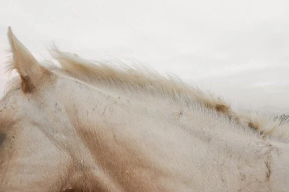 palomino.jpg