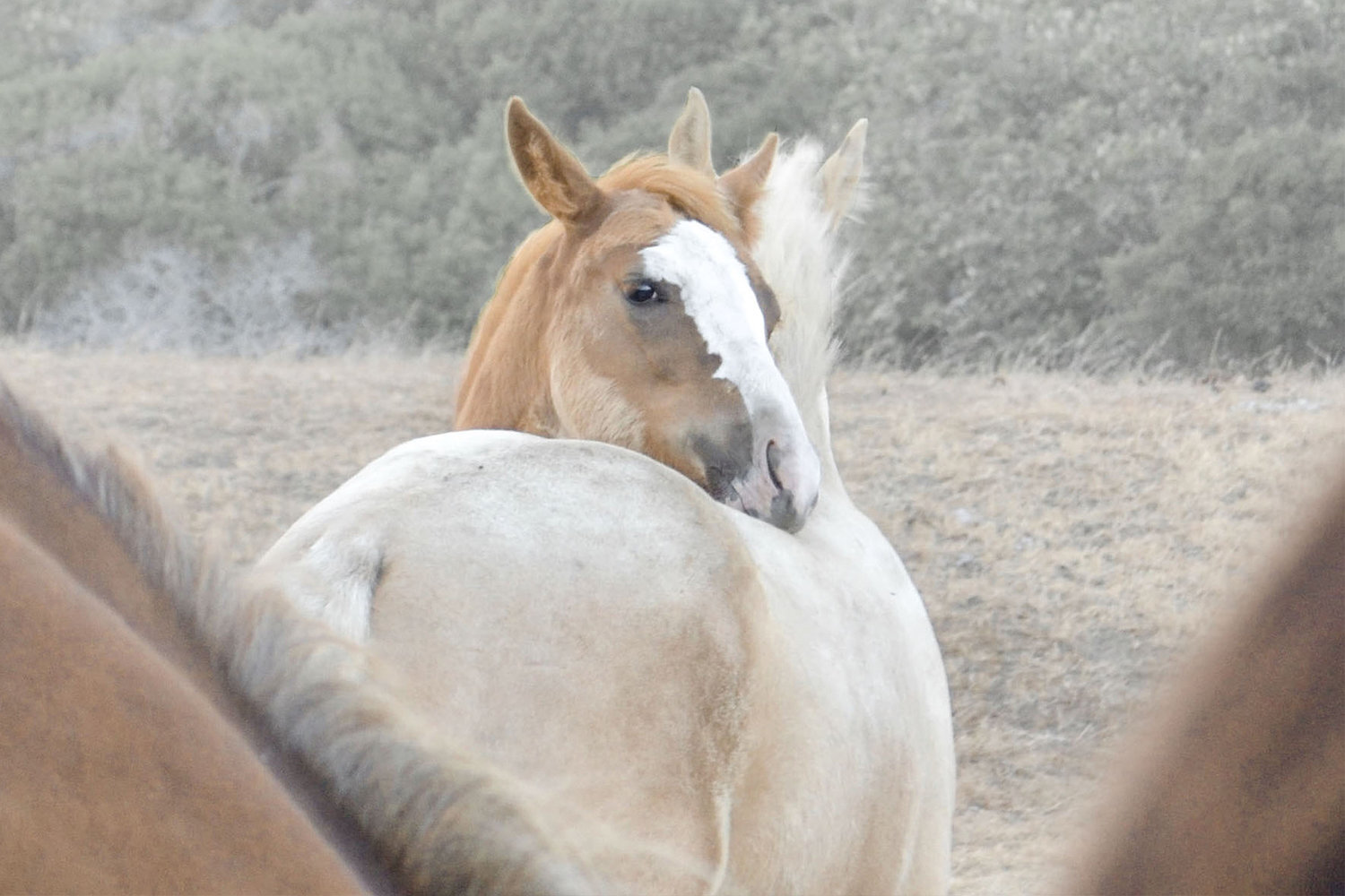 A LITTLE BIT OF NONSENSE