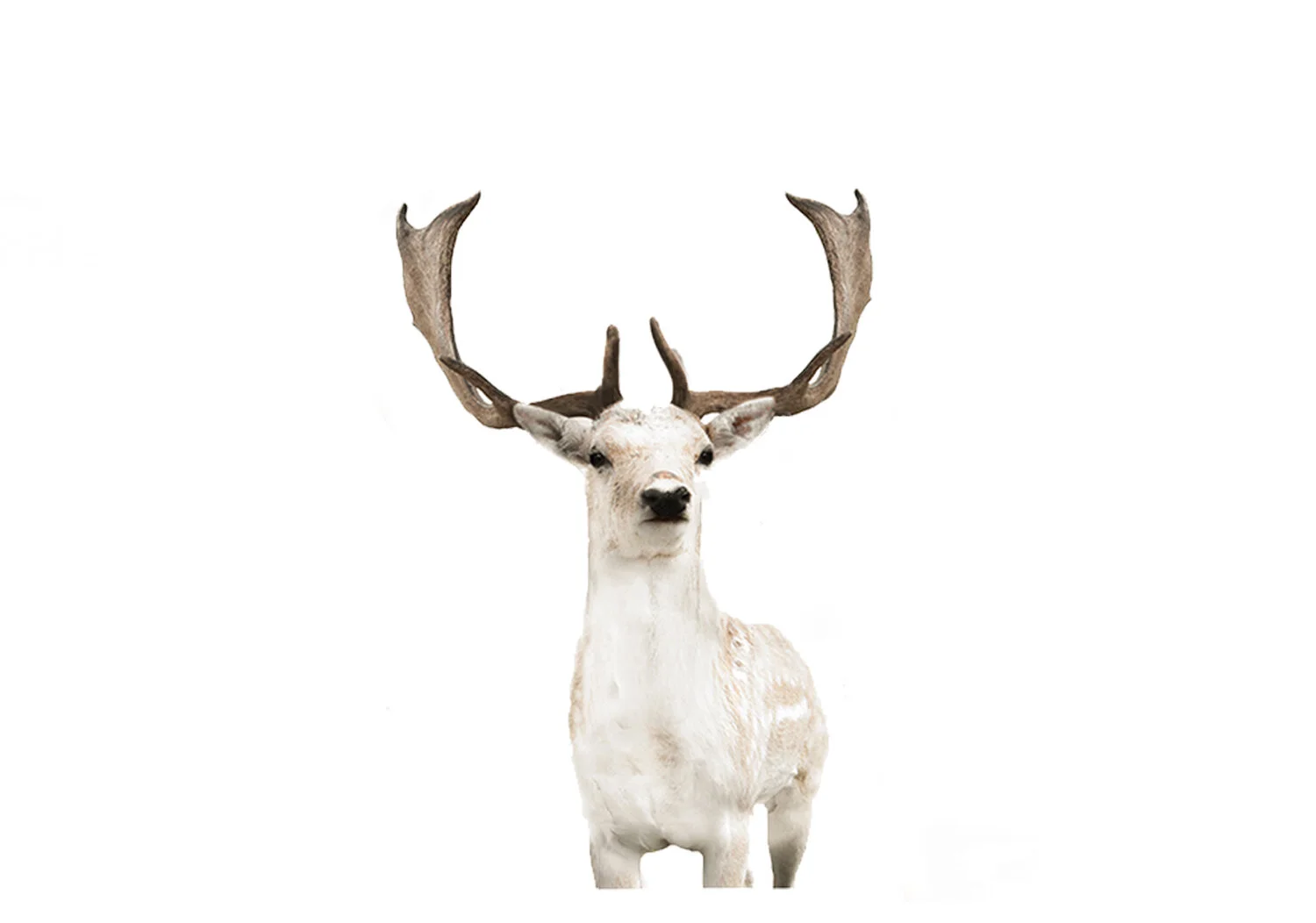 fallow-print.jpg
