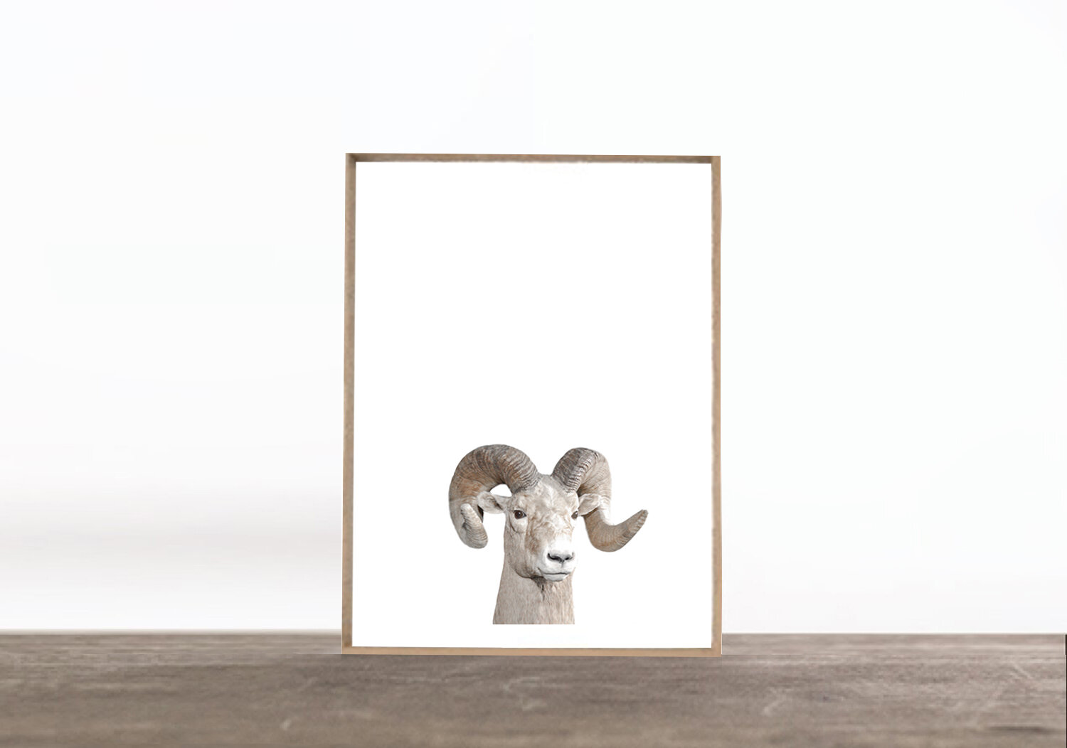 PRINT: BIG HORN SHEEP